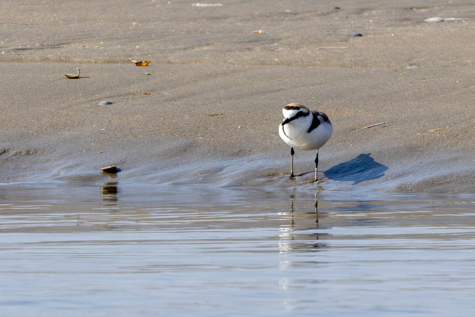 Strandplevier