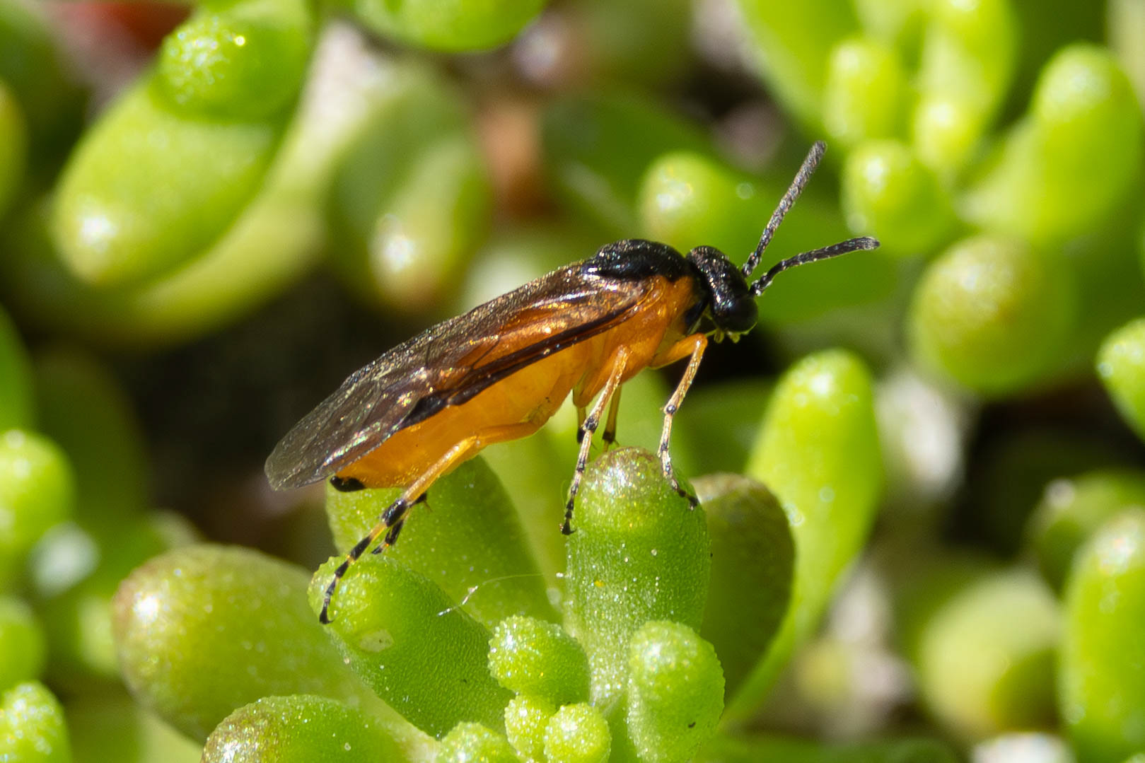 Bladwesp, Athalia spec