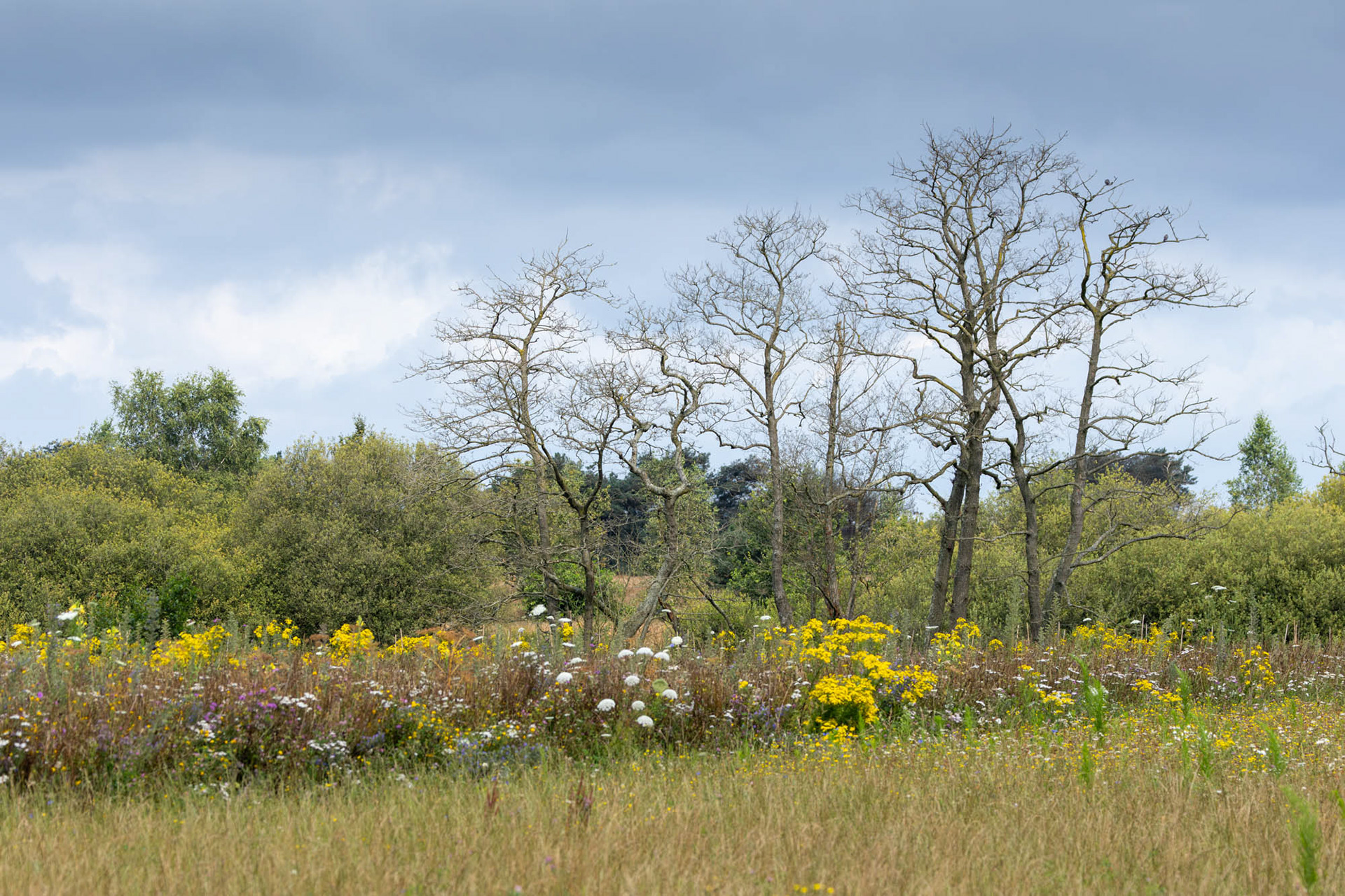 landschap