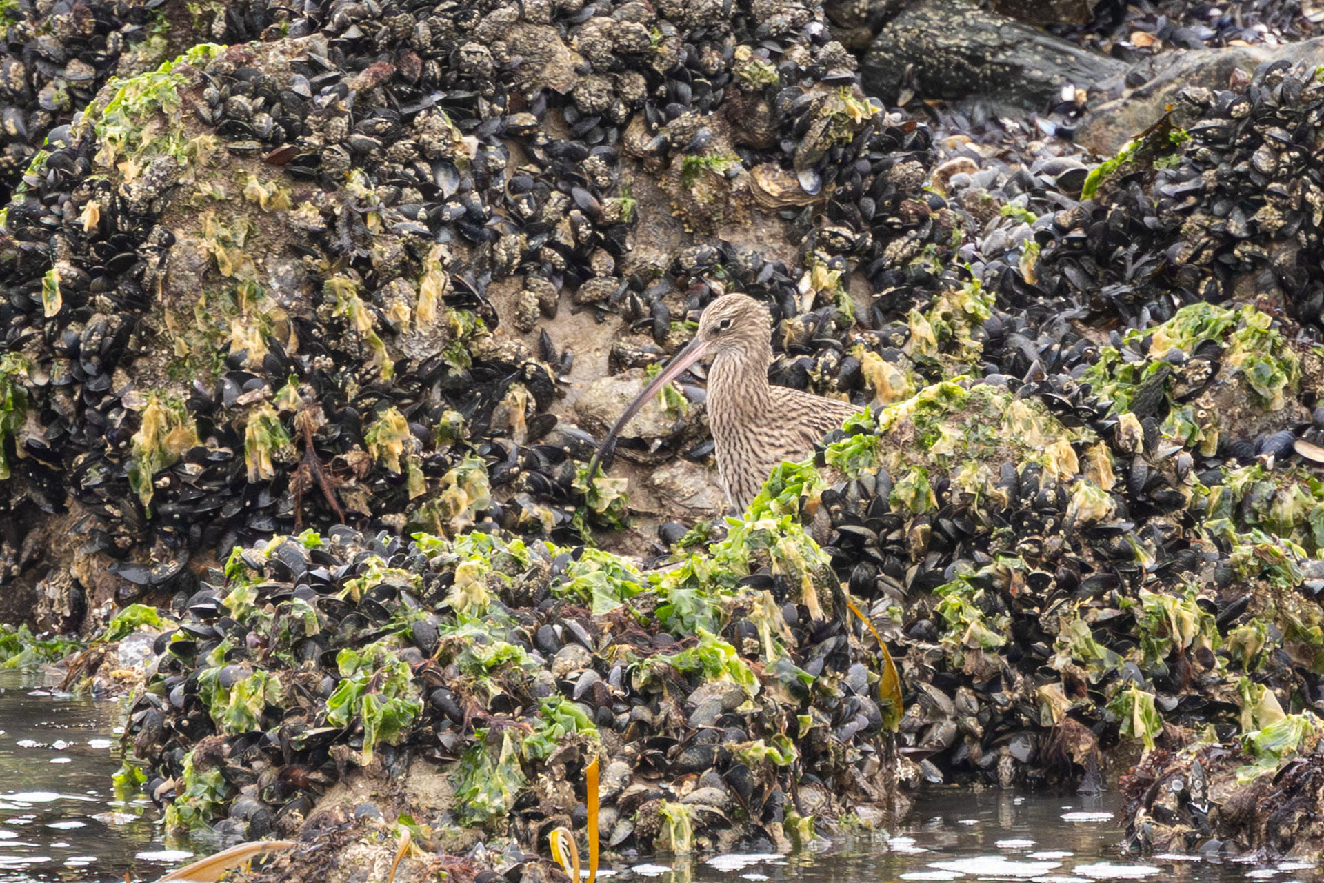 Wulp bij de Spuisluis