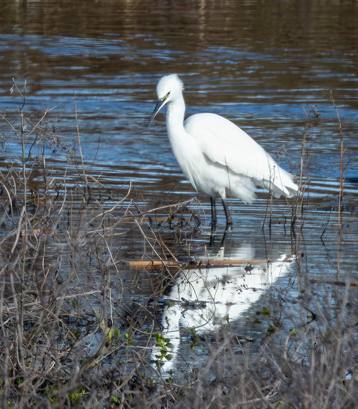 Kleine zilverreiger
