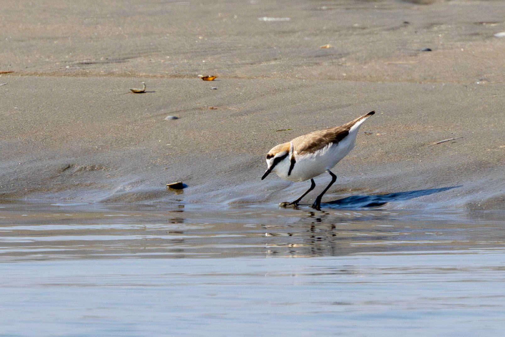 Strandplevier