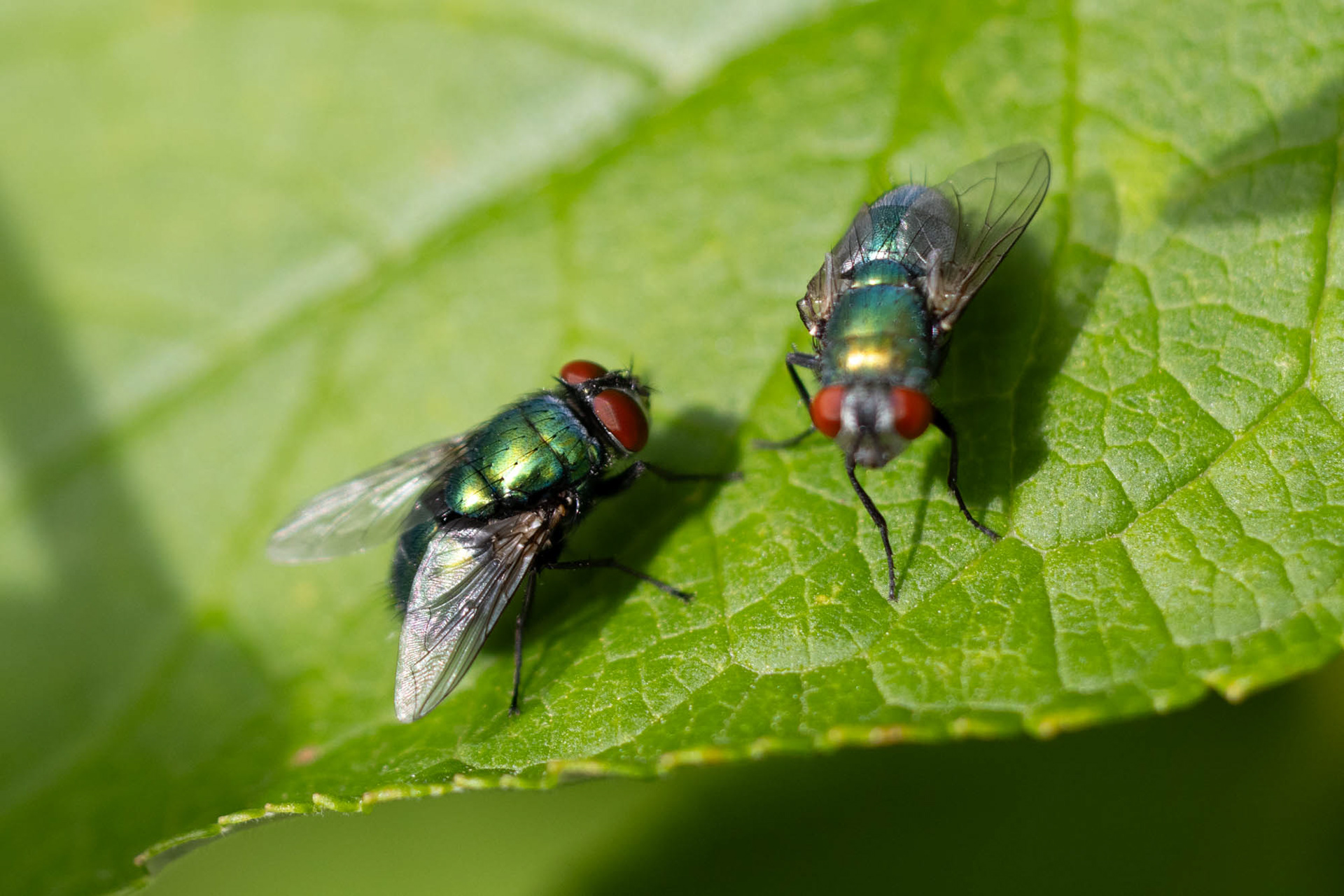 (zie het verschil, ondanks de onscherpte) mannetje (l) en vrouwtje (r) Groene vleesvlieg