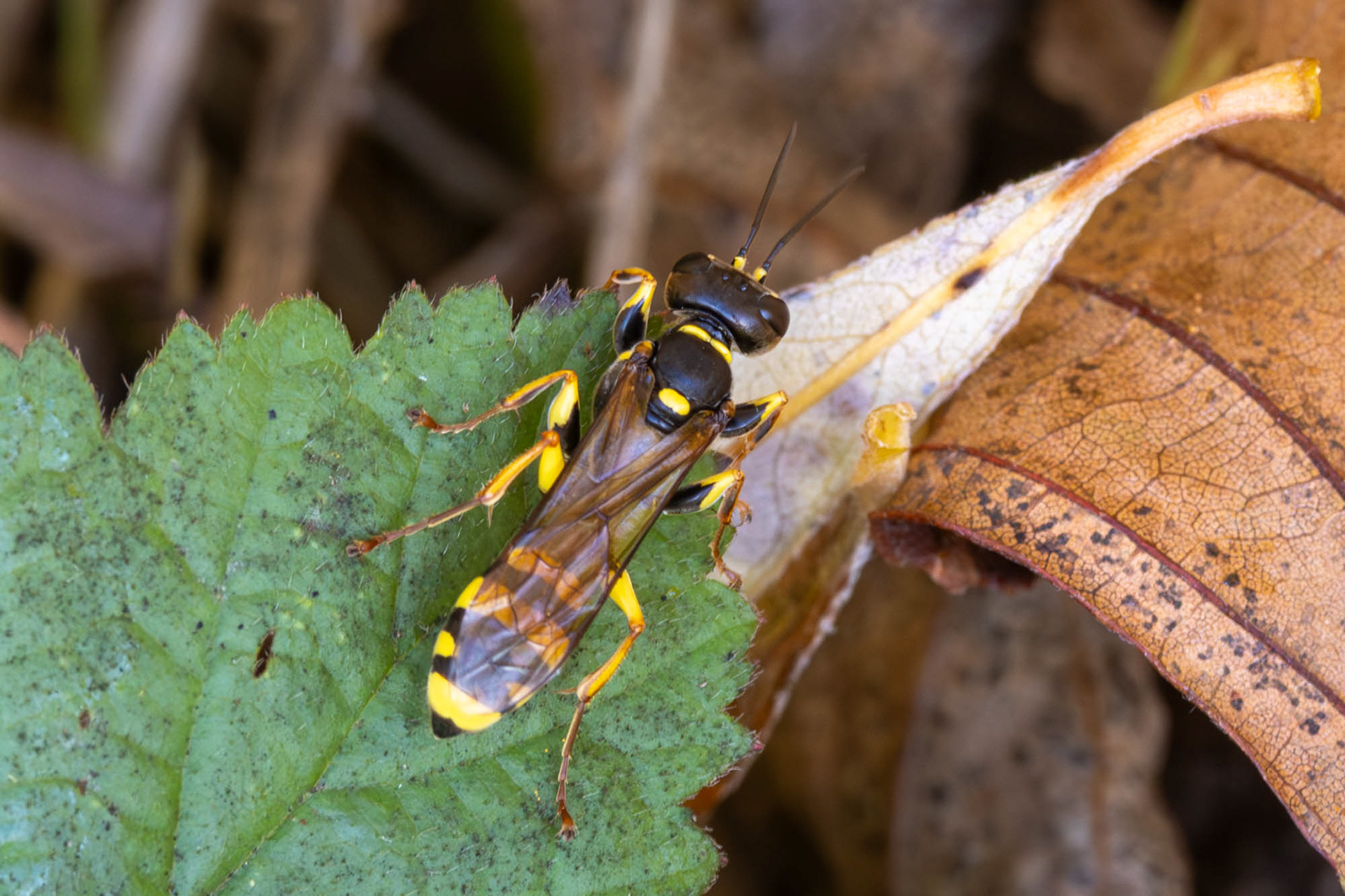 Gewone vliegendoder (een graafwesp)