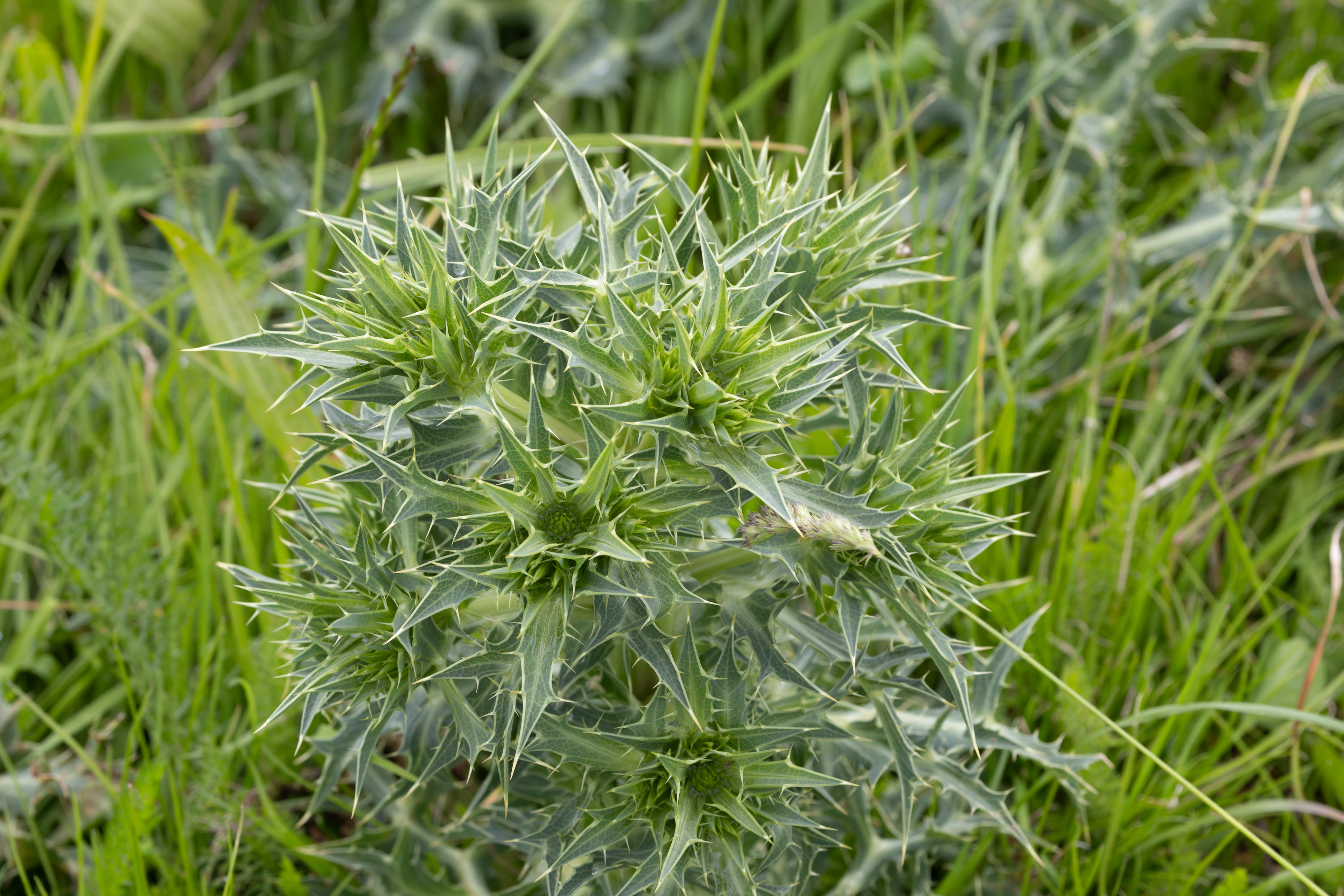 Kruisdistel