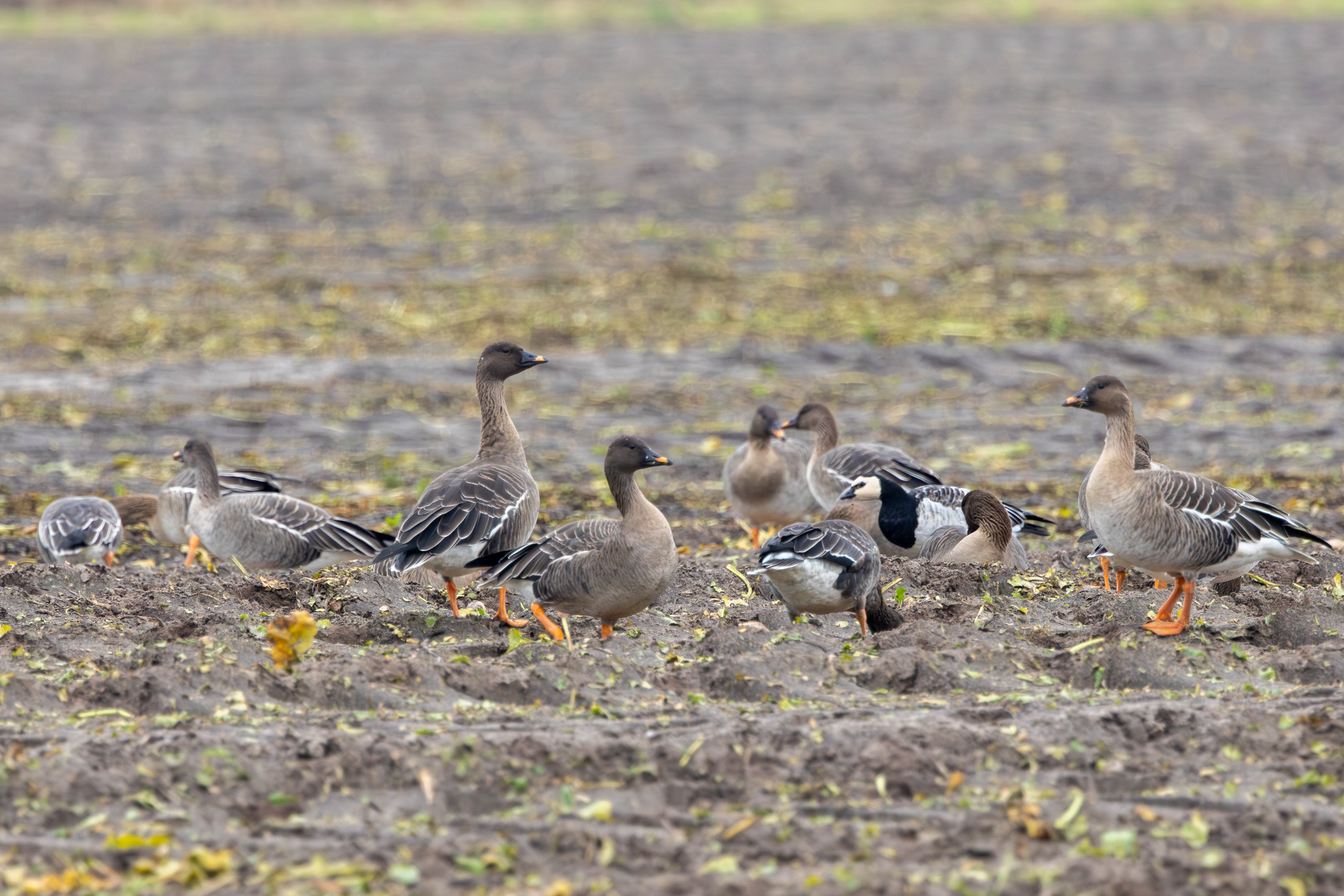 Toendrarietganzen en een Brandgans in omgeving van De Bult