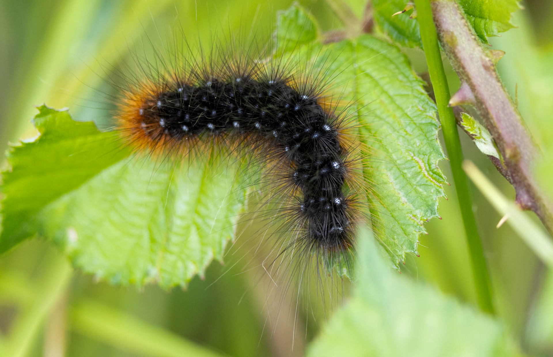 Rups van Grote beer