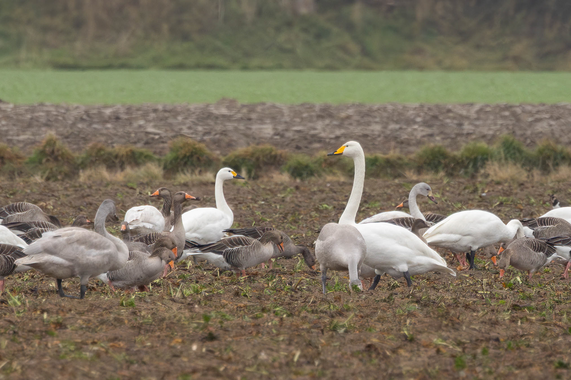 Kleine en Wilde zwanen