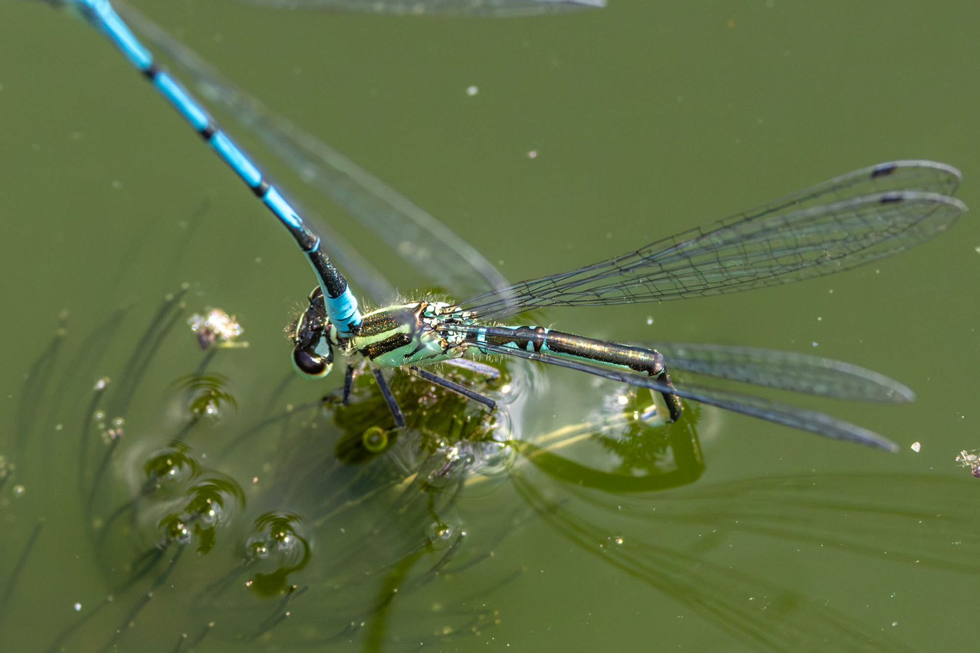 Paringswiel Azuurwaterjuffer
