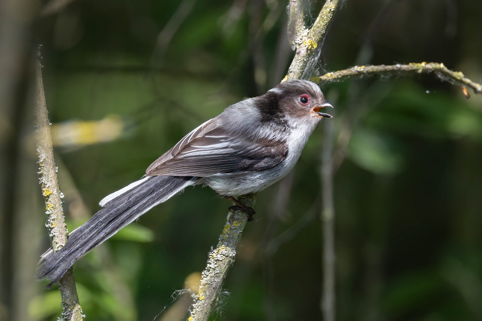 Juveniele Staartmees