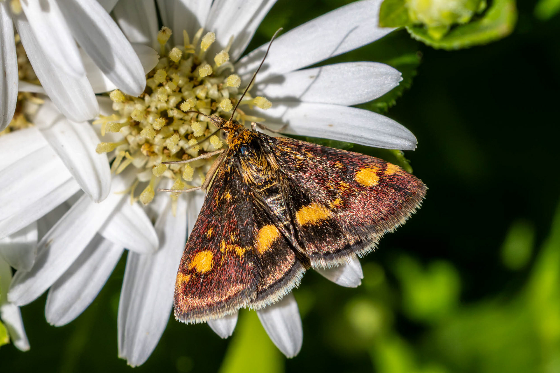 Muntvlinder op Aster