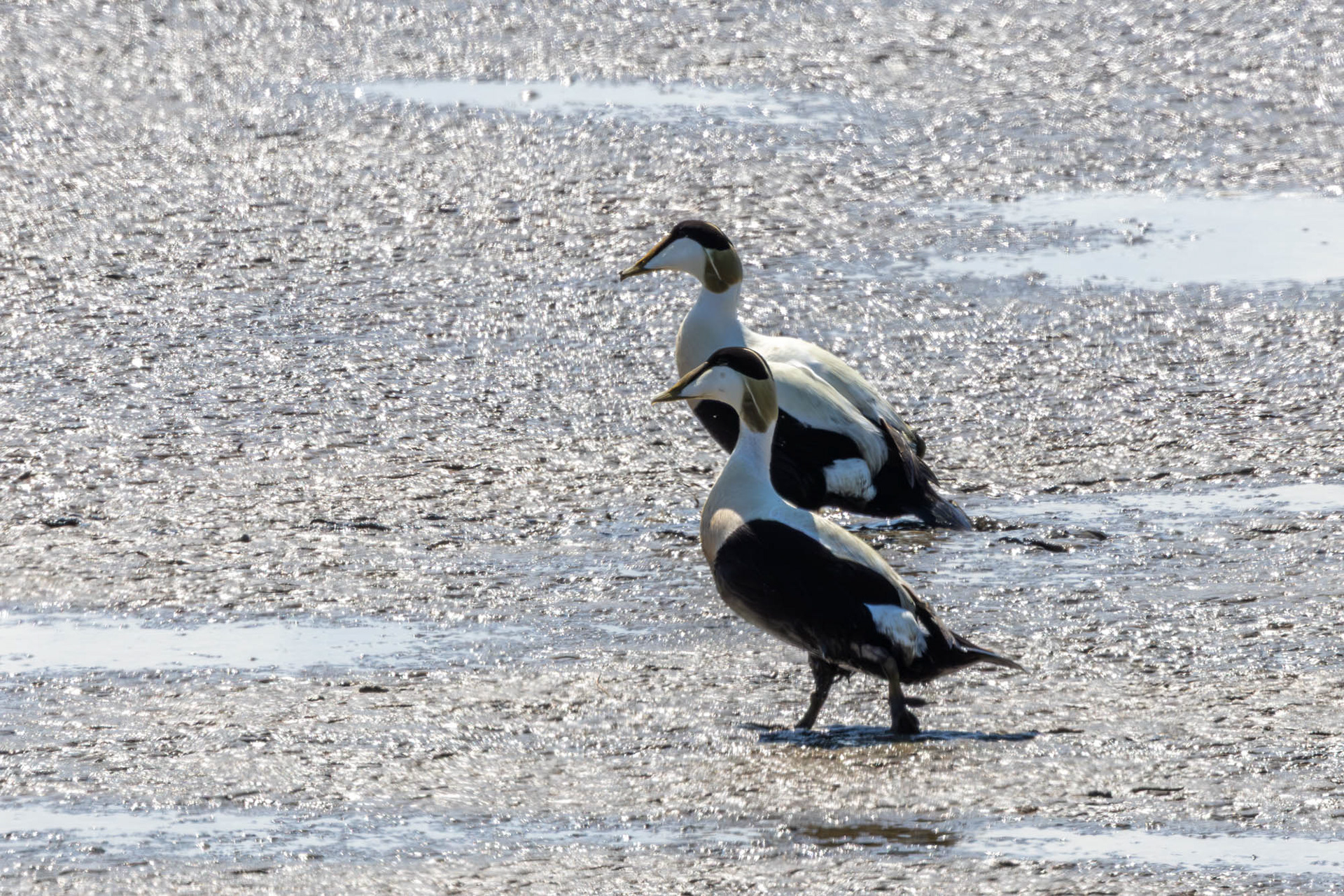 Eiders - mannetjes