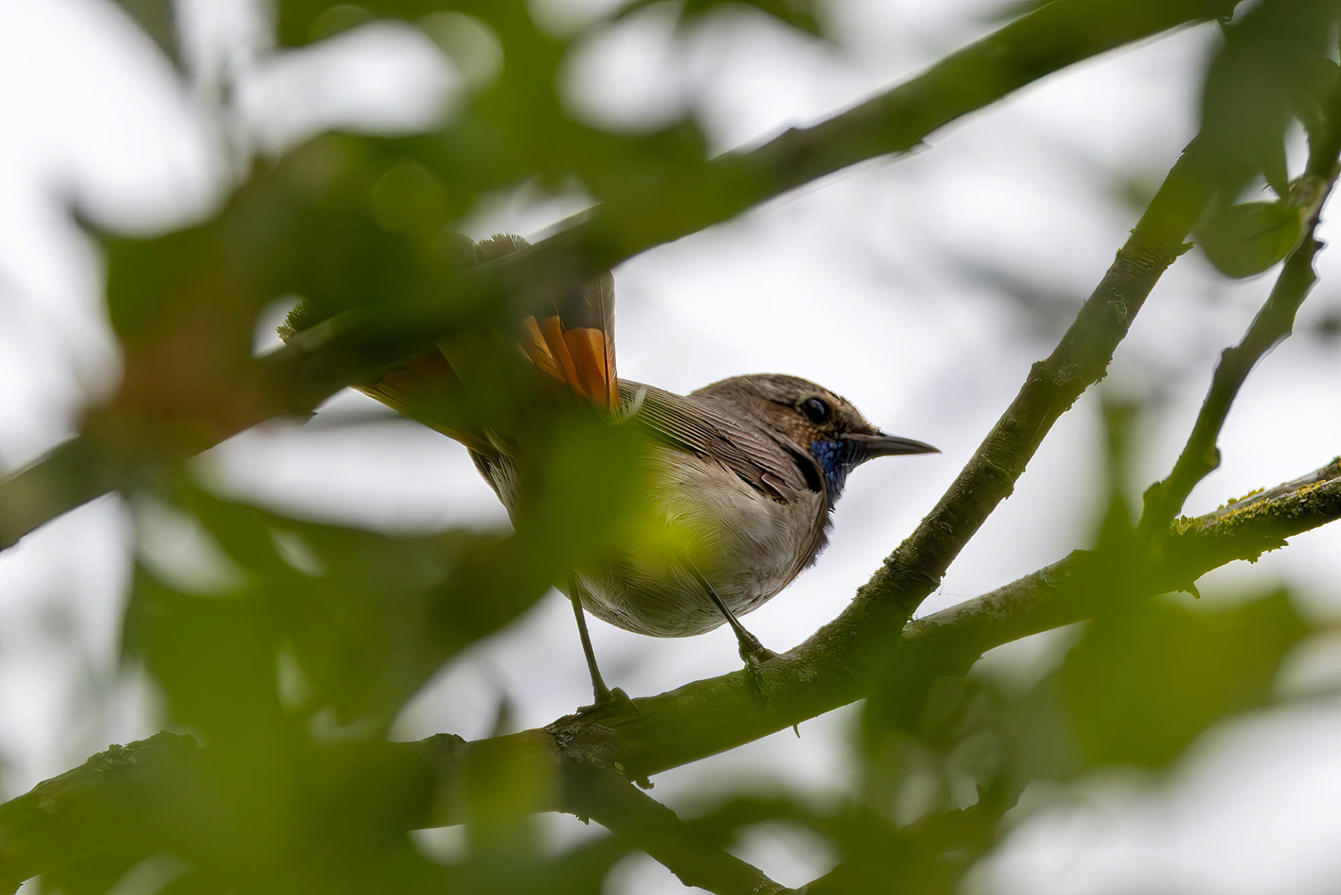 Blauwborst