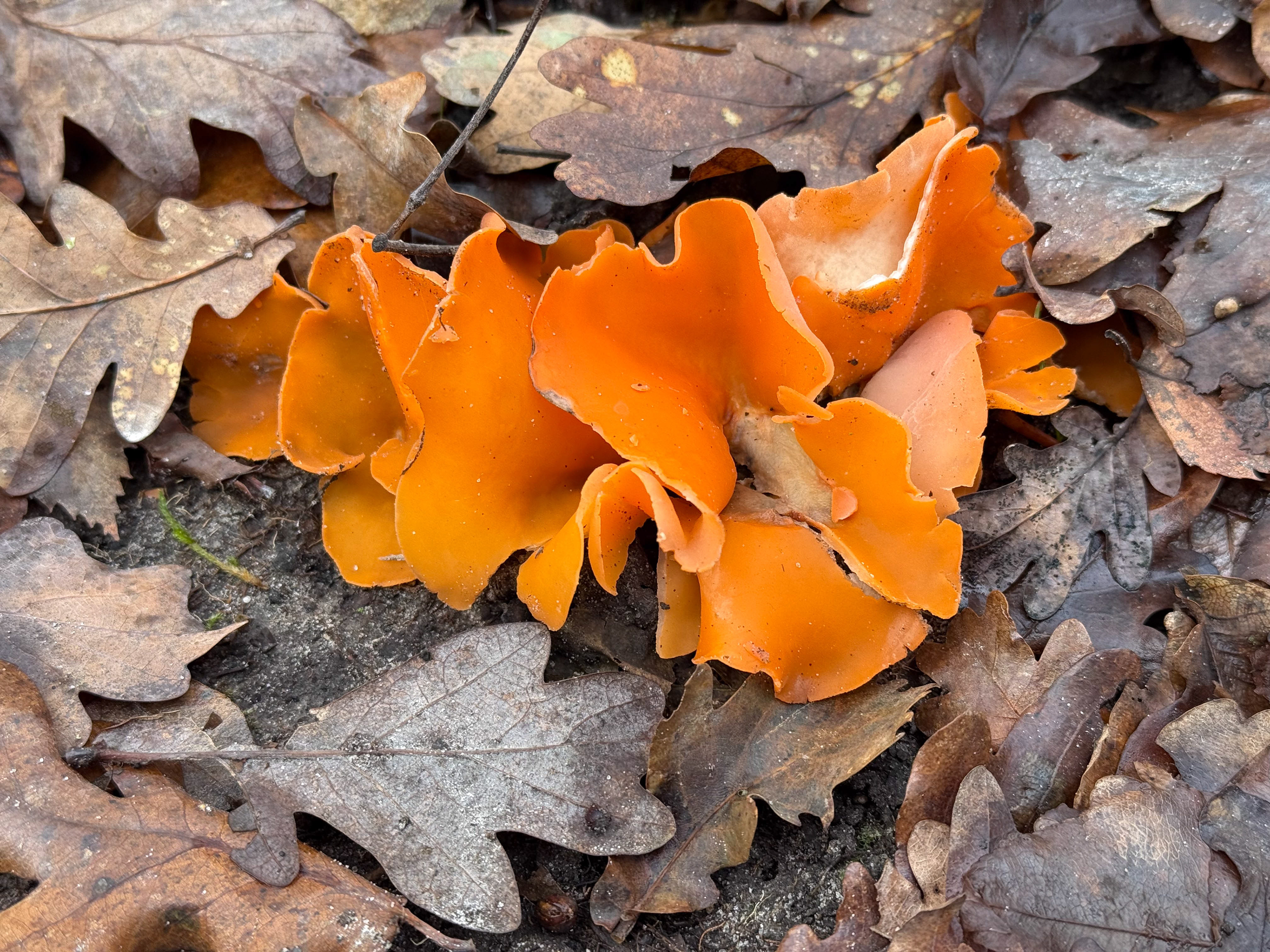 Grote oranje bekerzwam