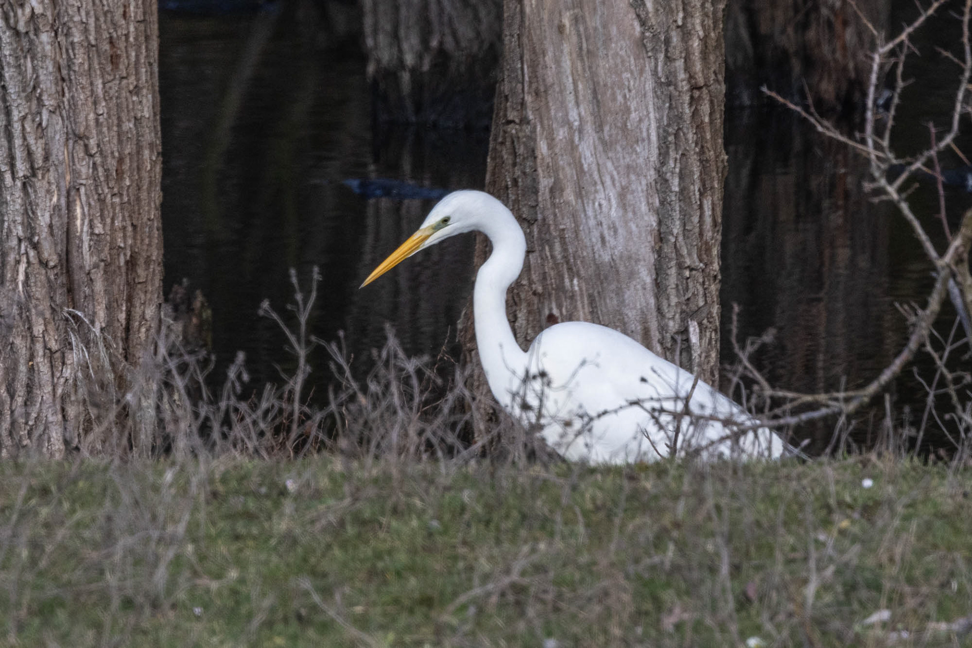 Grote zilverreiger