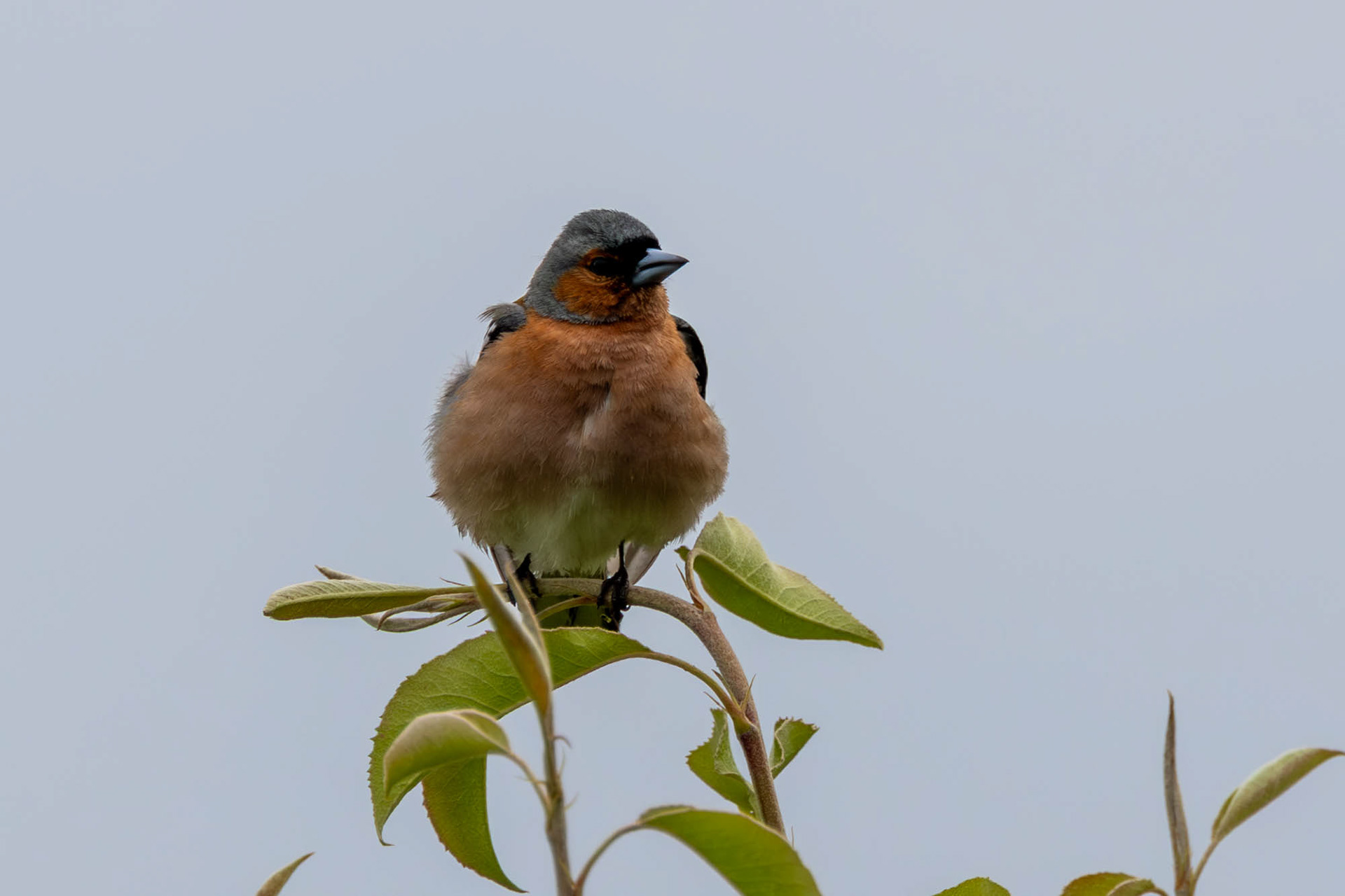 Vink