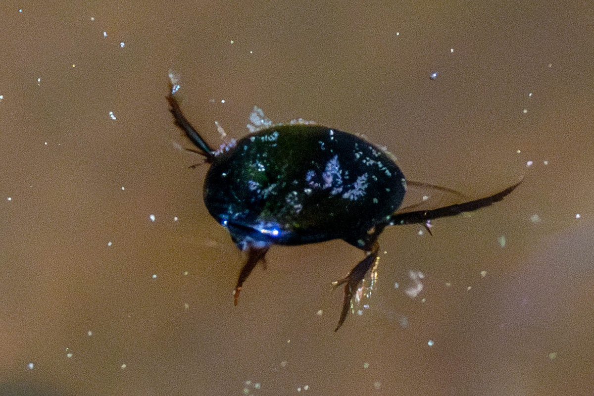Gewone snelzwemmer