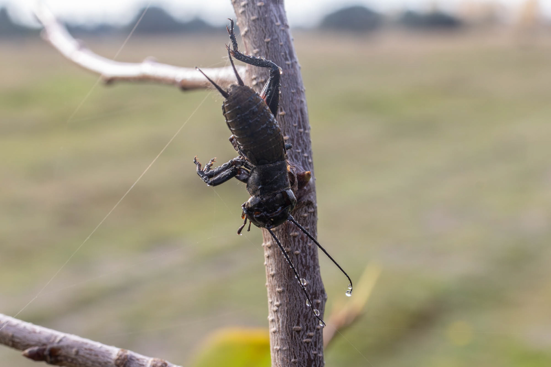 Opgeprikte Veldkrekel - door Klapekster?