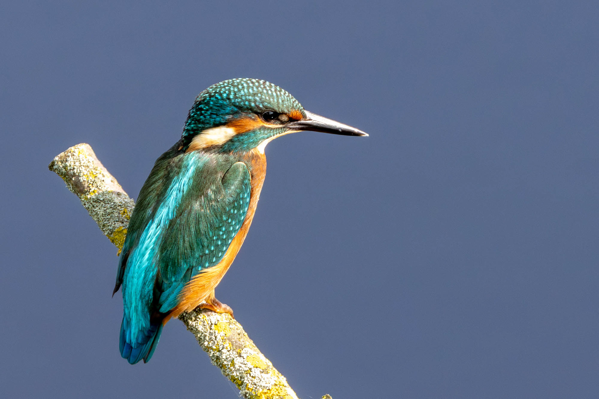 juveniele IJsvogel