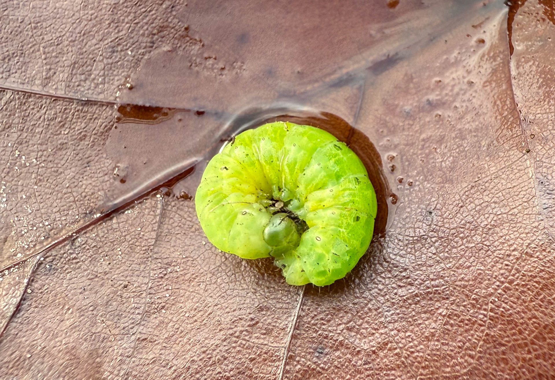 Rups van Agaatvlinder