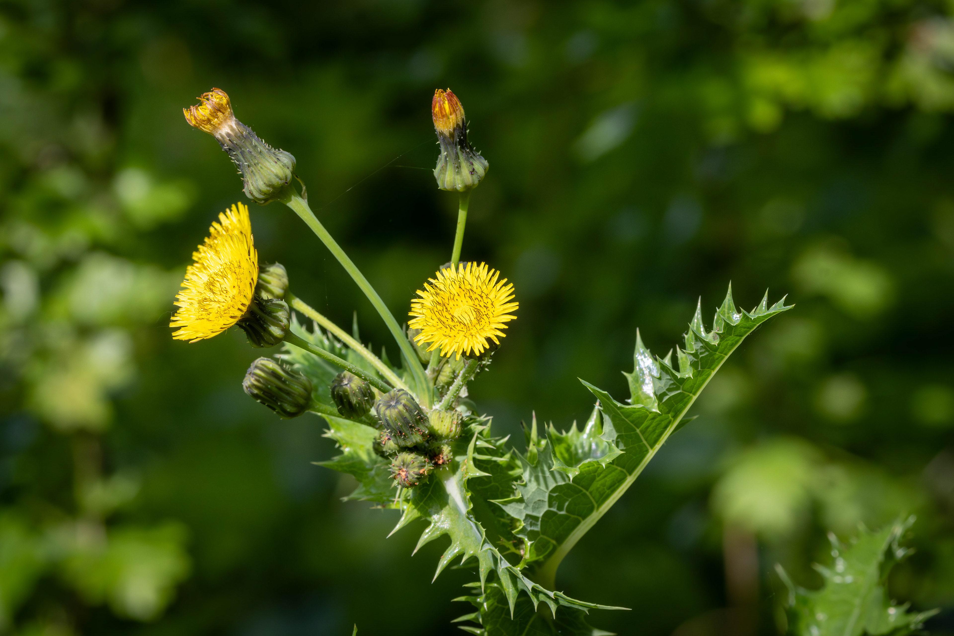 Gekroesde melkdistel