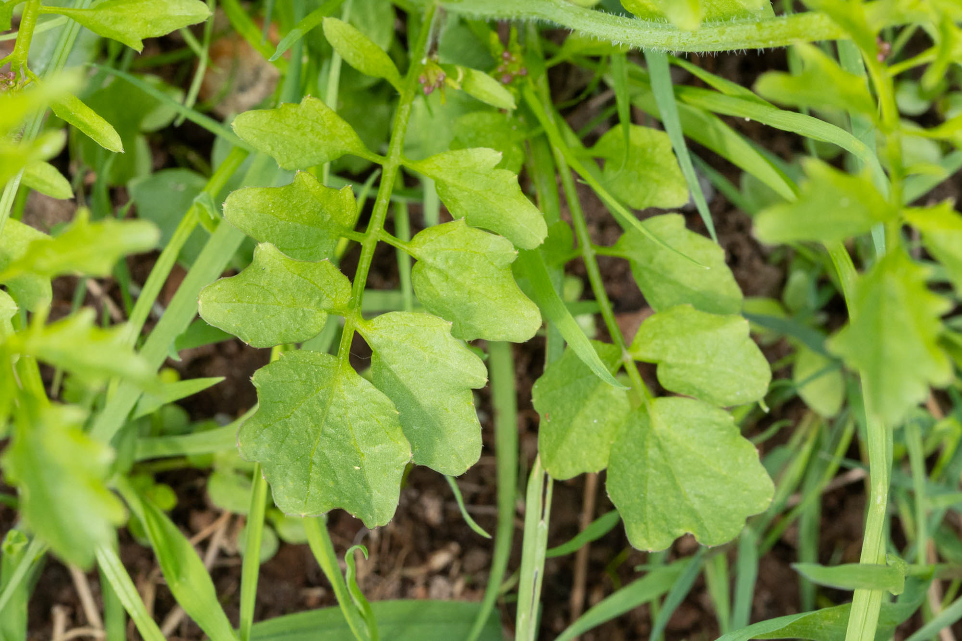 blad van Bosveldkers