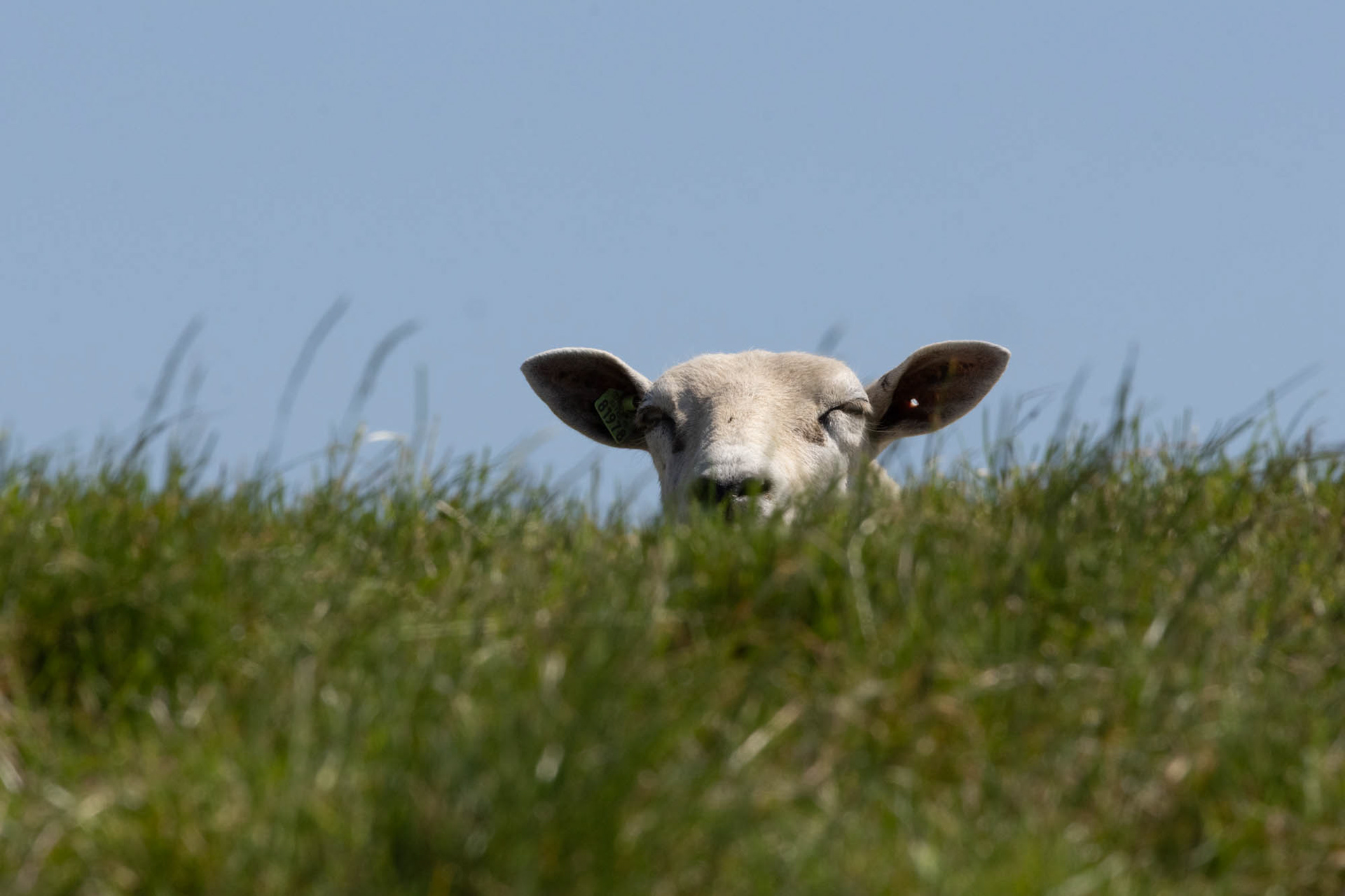 Schaap