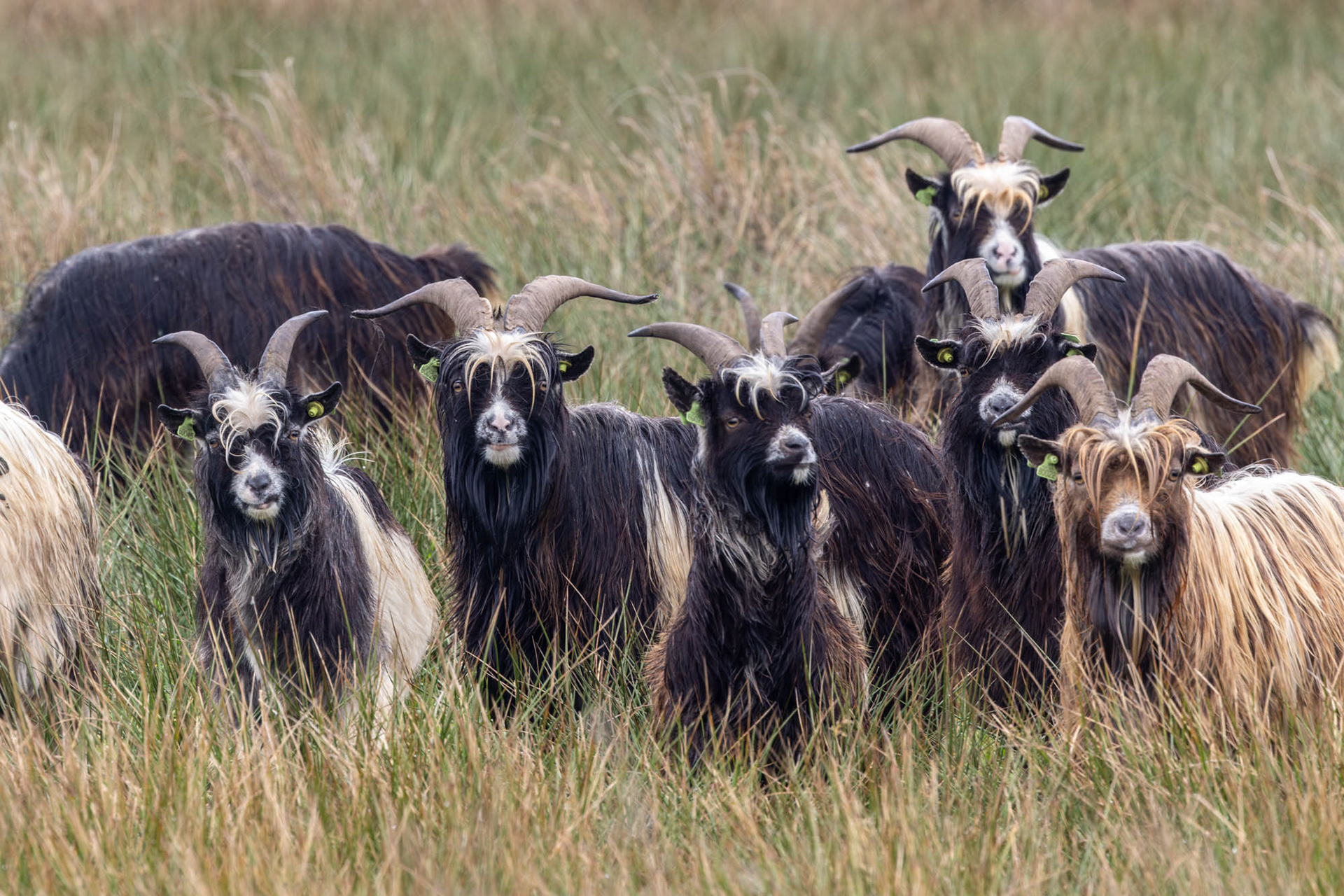 Gedomesticeerde Geiten