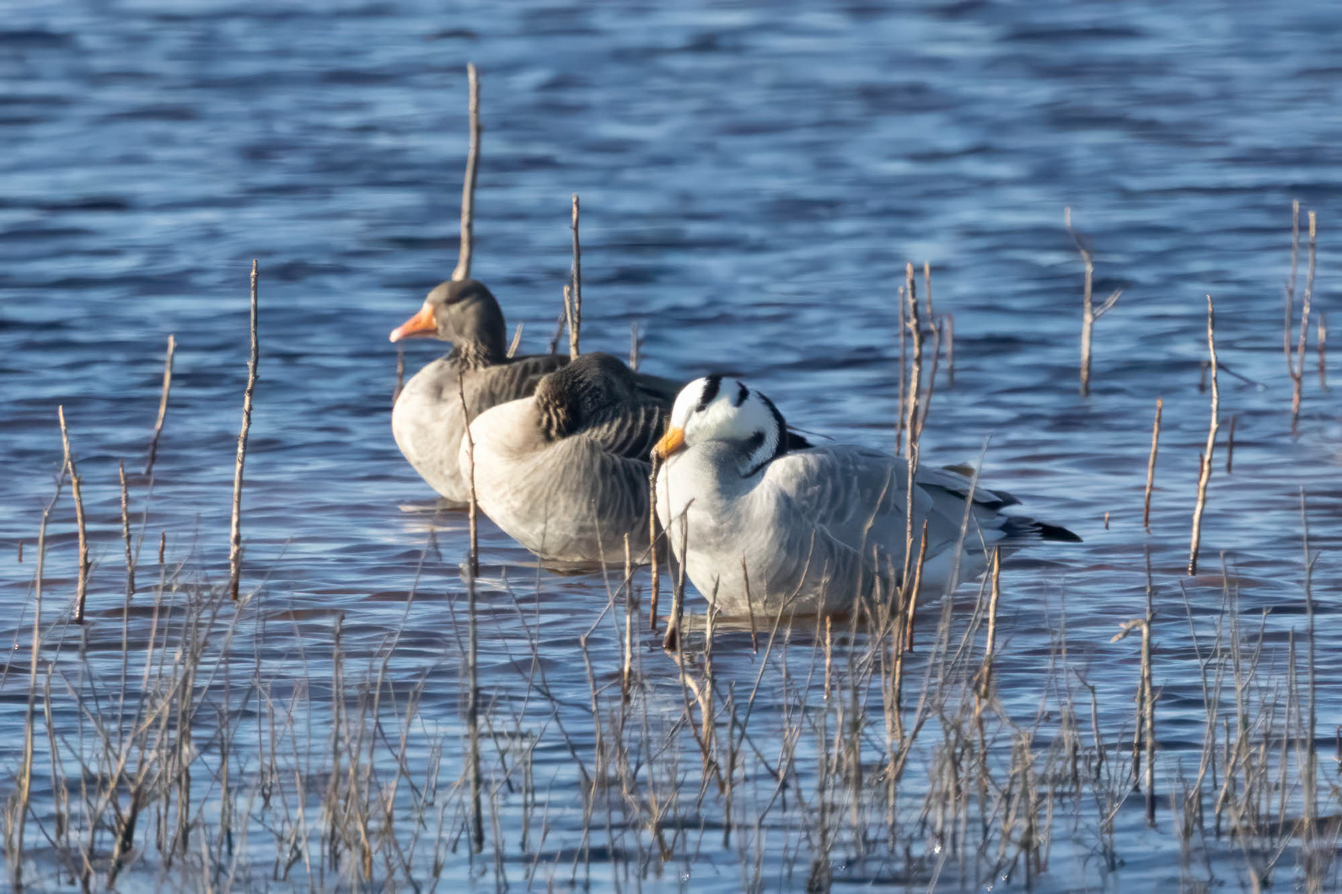 Indische gans