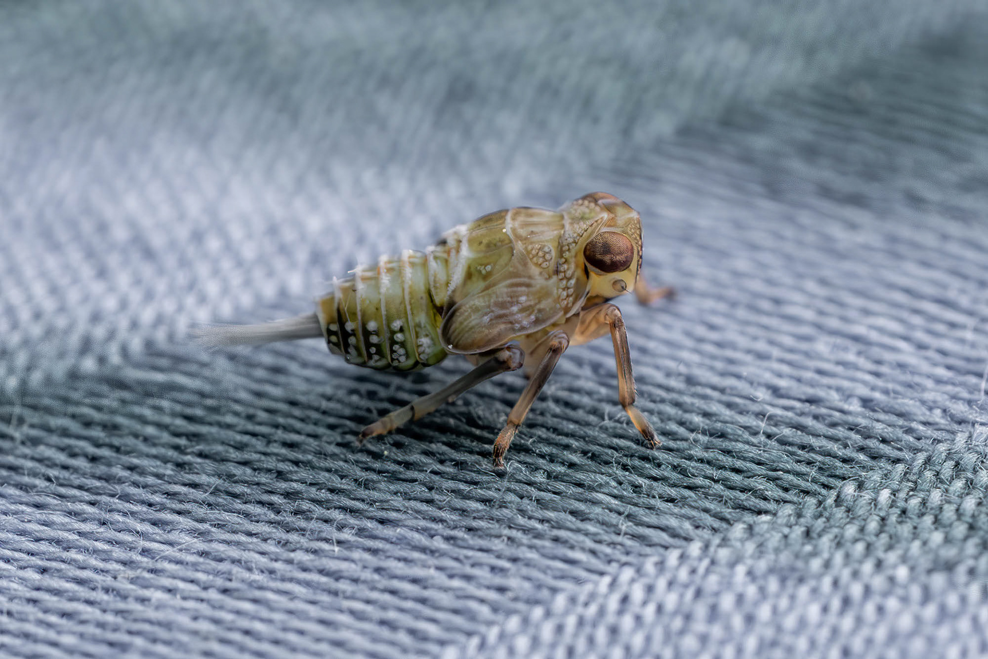 Klimopkevercicade