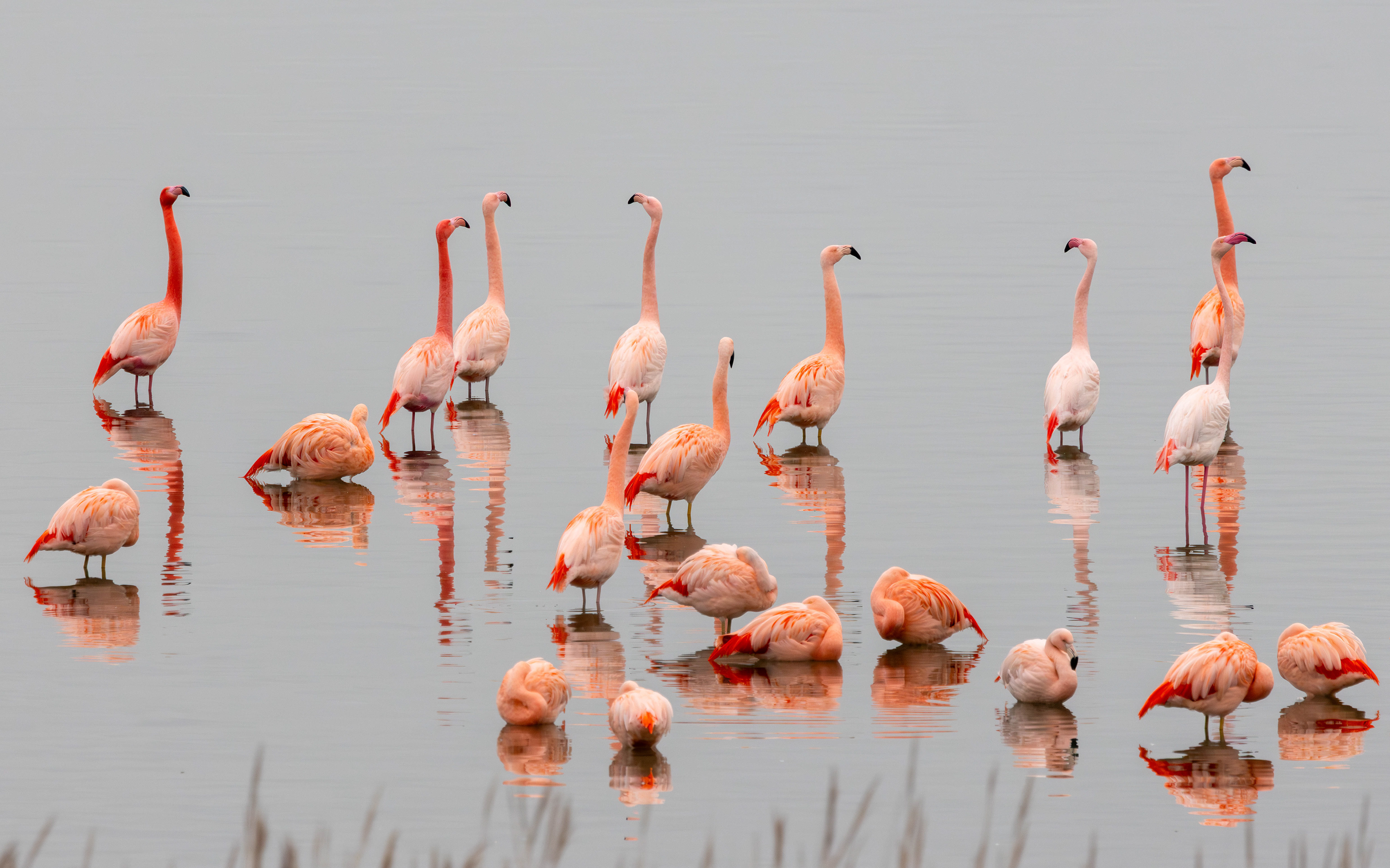 Twintig van de 81 Flamingo's