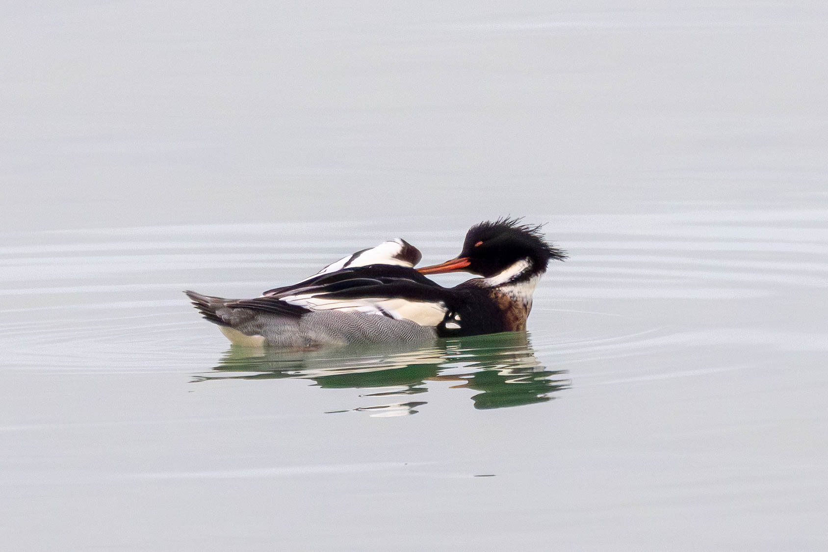 Middelste zaagbek, man