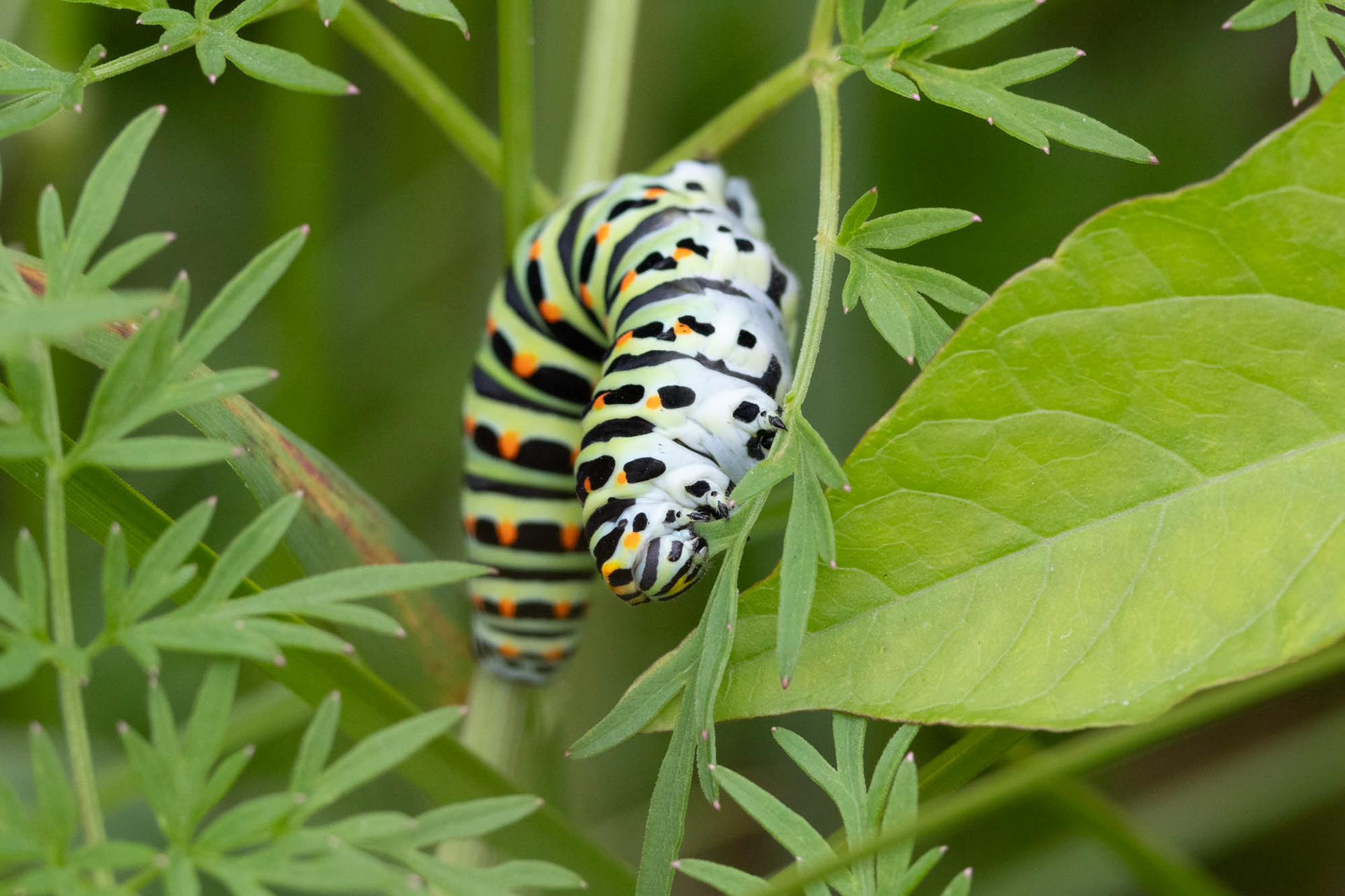 Rups van Koninginnepage