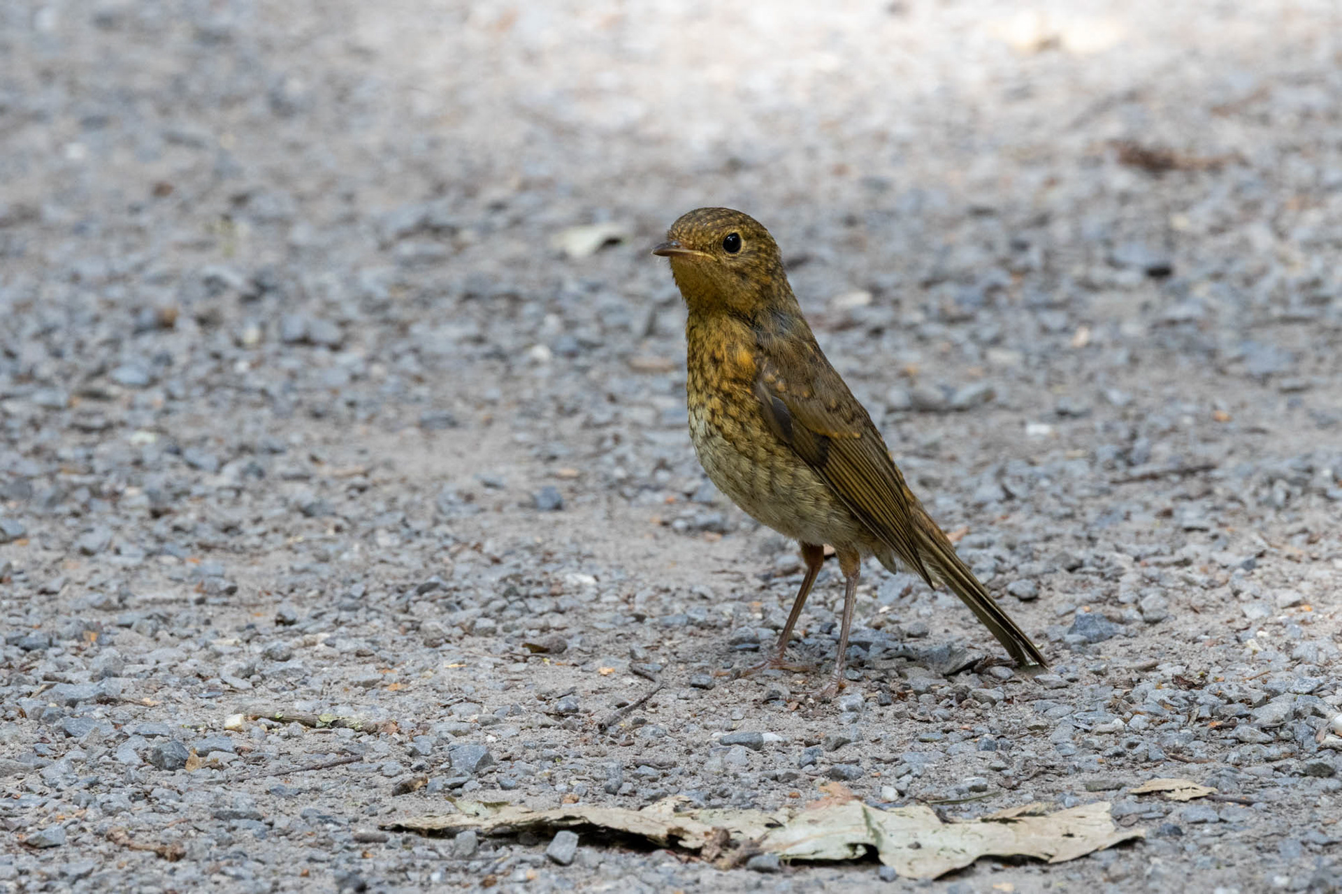 juv Roodborst