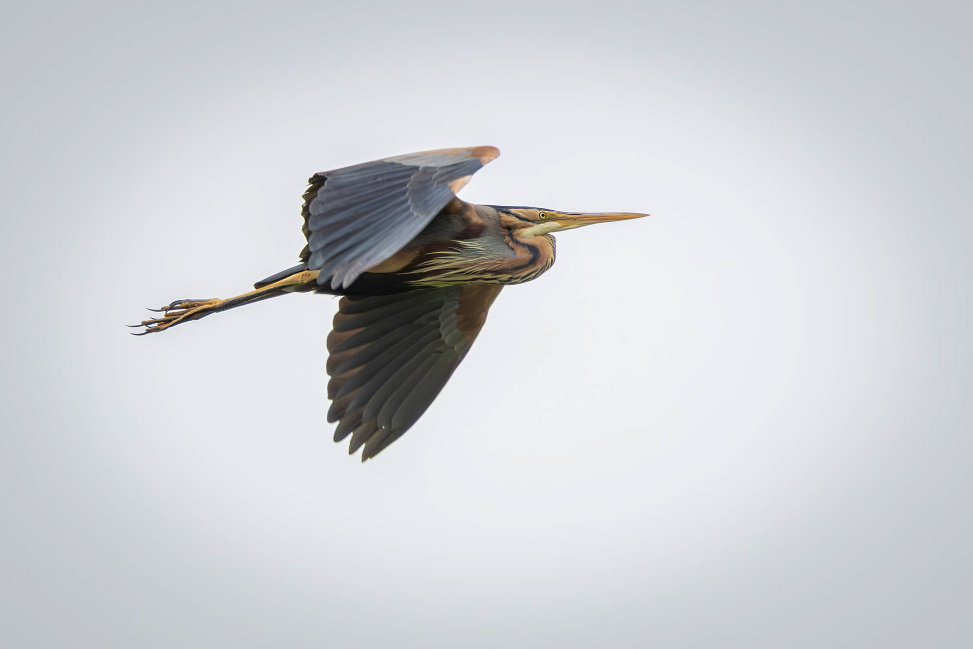 Purperreiger