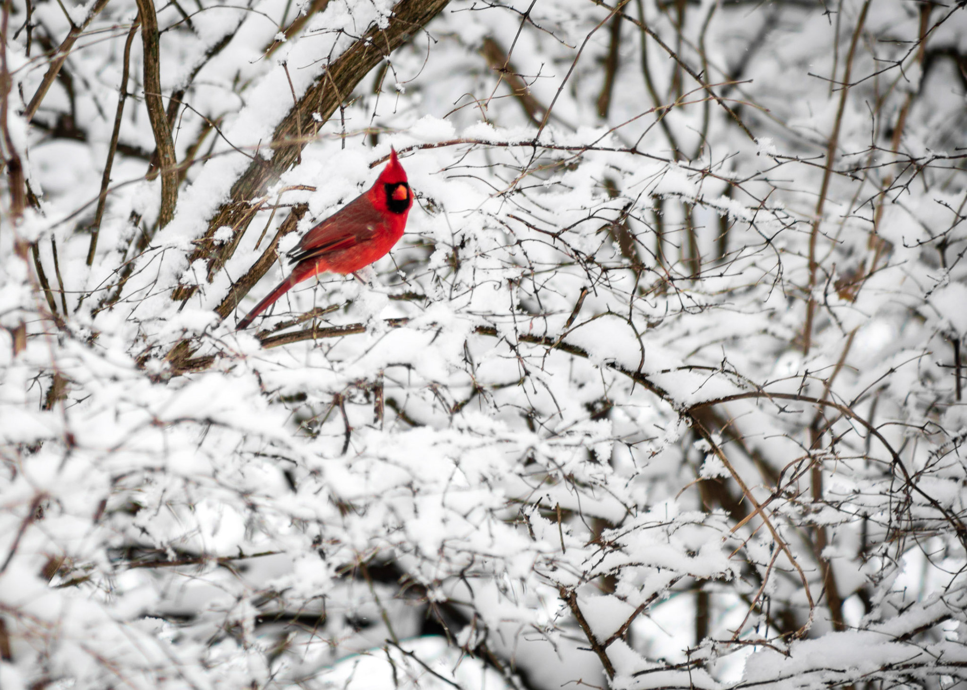 Winter Cardinal. 2023. Digital Photograph.