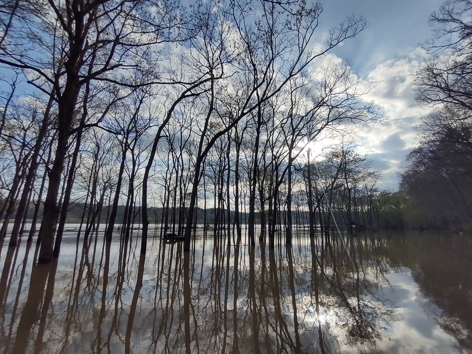 Flooded Treeline. 2025. Digital Photograph.