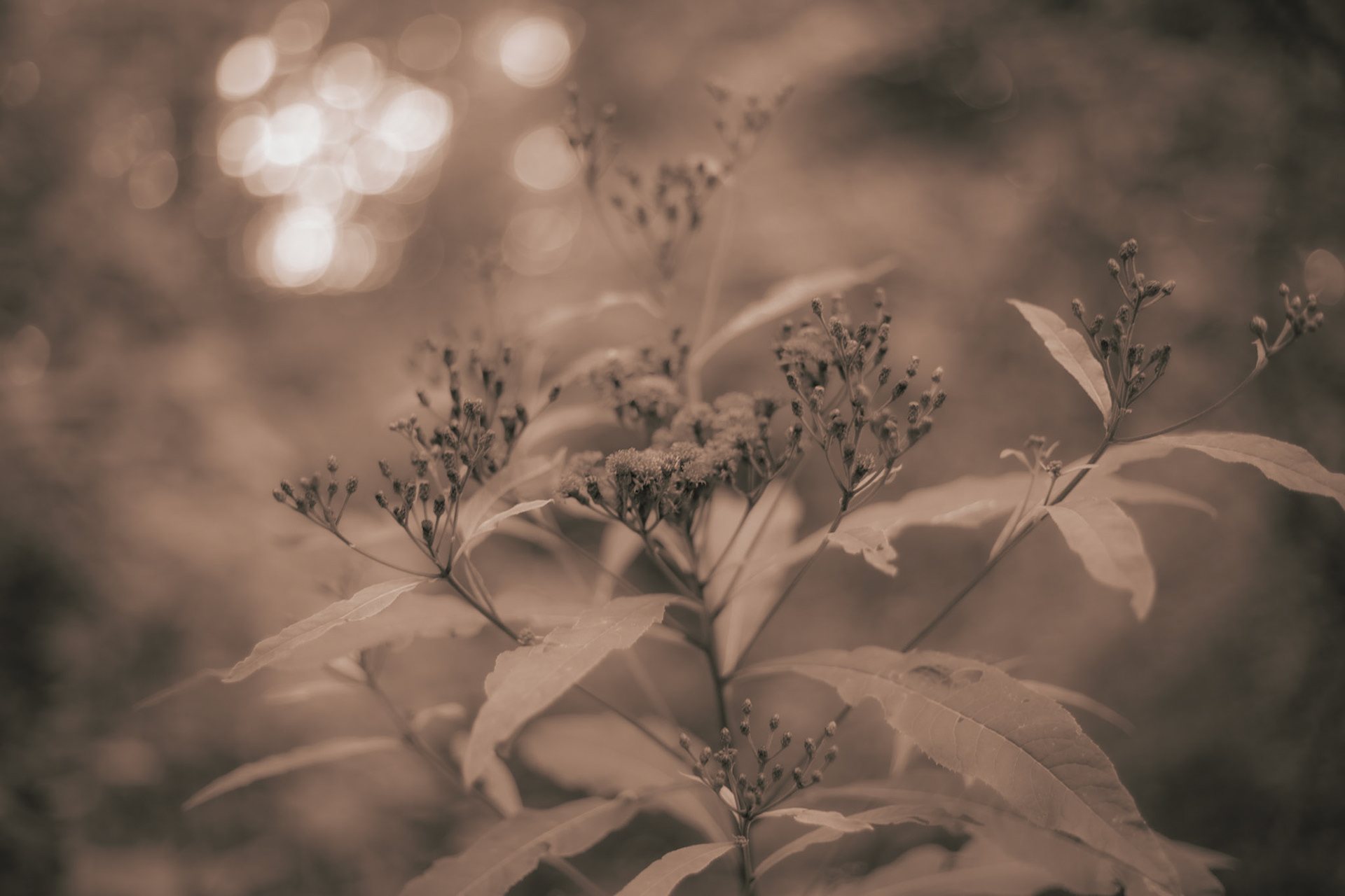 Botanical Pictorialism Study. 2025. Digital Photograph.