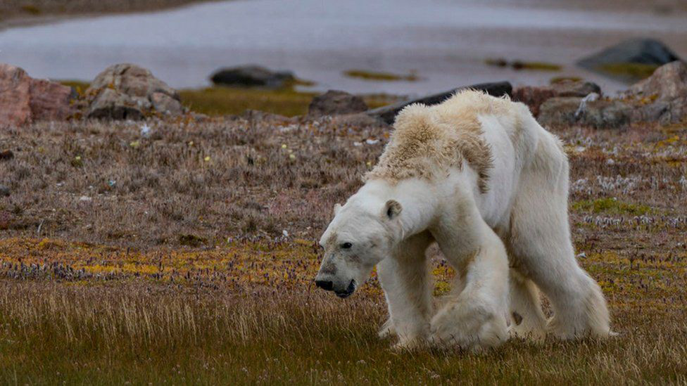 Starving Polar Bear