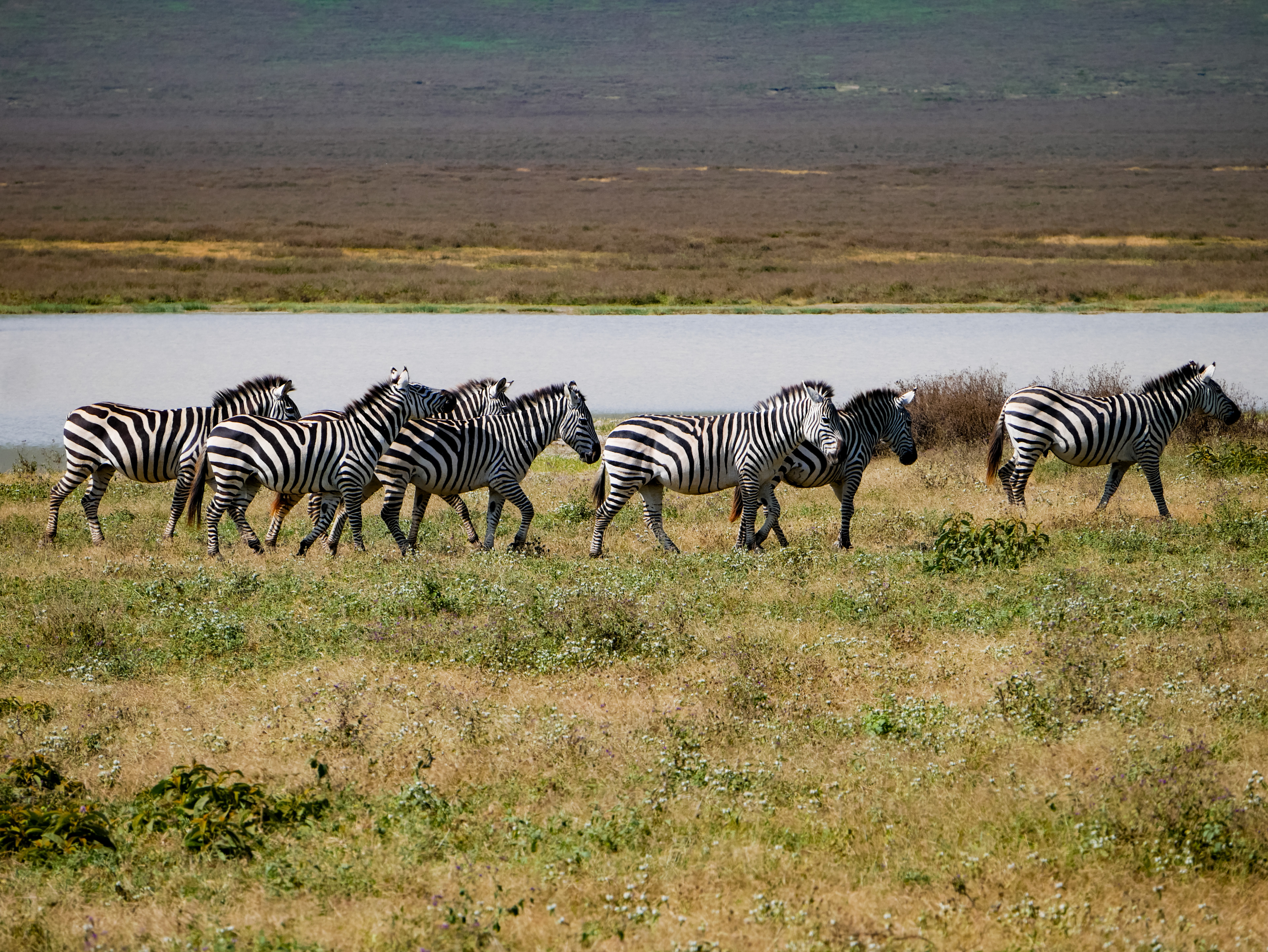 "Waiting in line" | Ngorongoro Crater, Tanzania | 2024