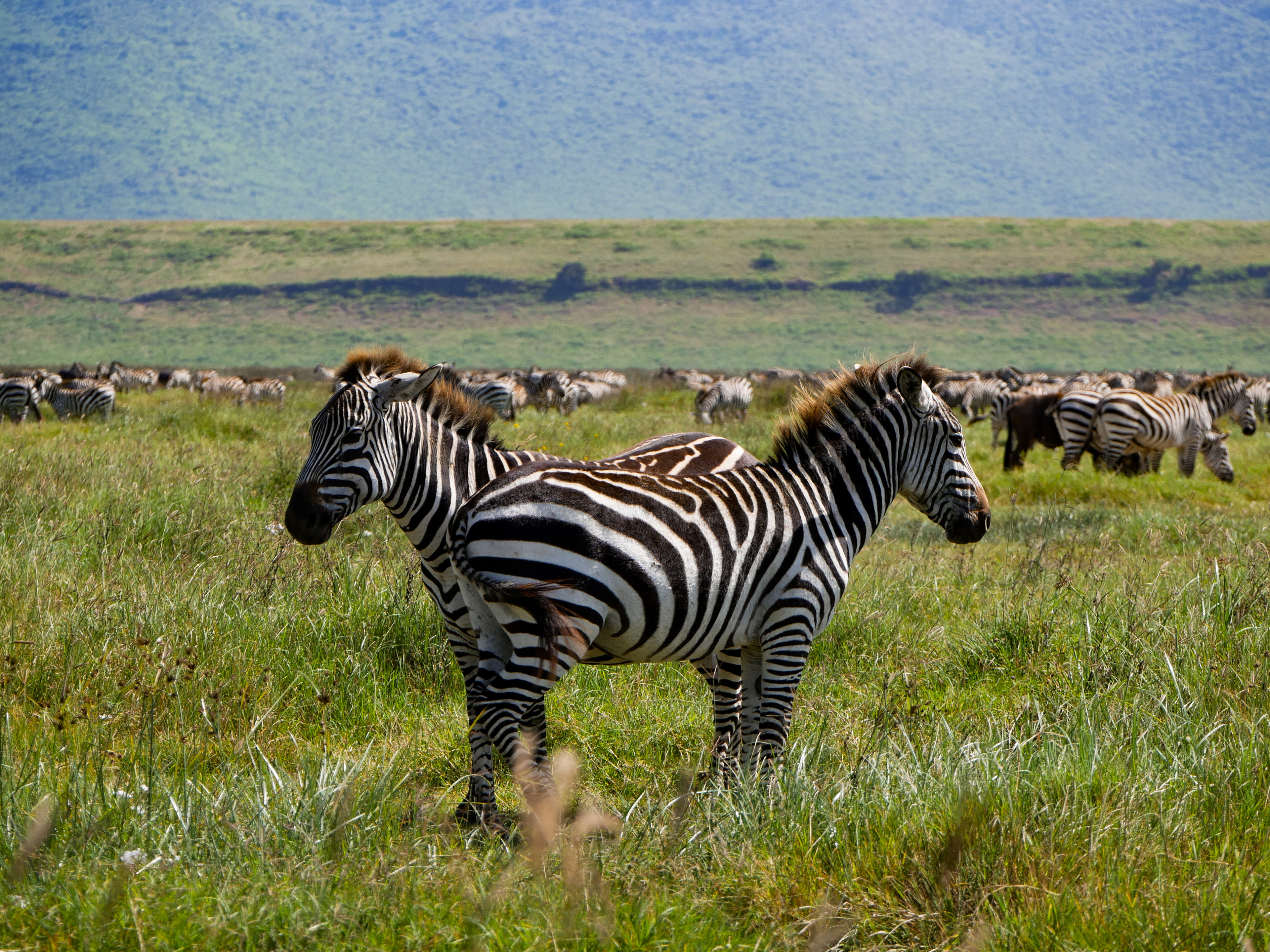 "Twinning" | Ngorongoro Crater, Tanzania | 2024