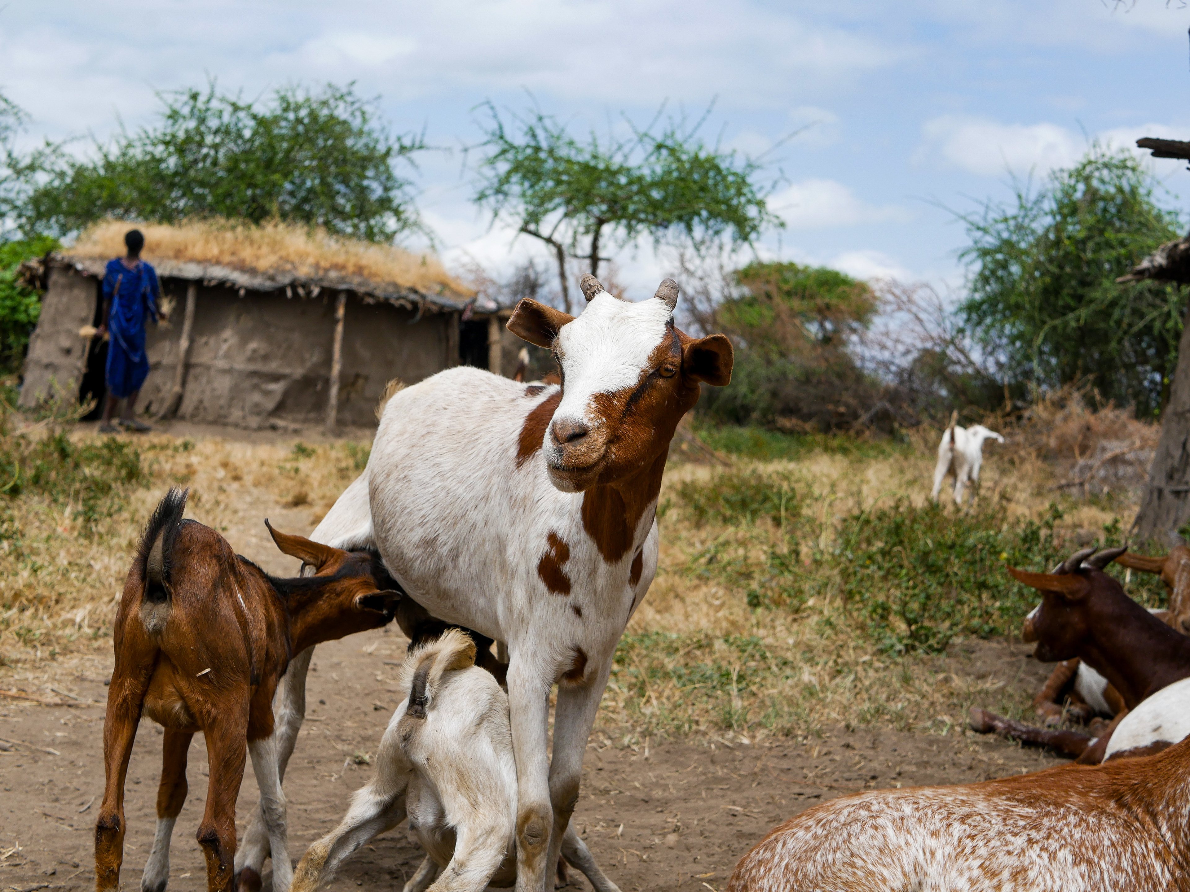"Herd" | Maasai Boma | Tanzania | 2024
