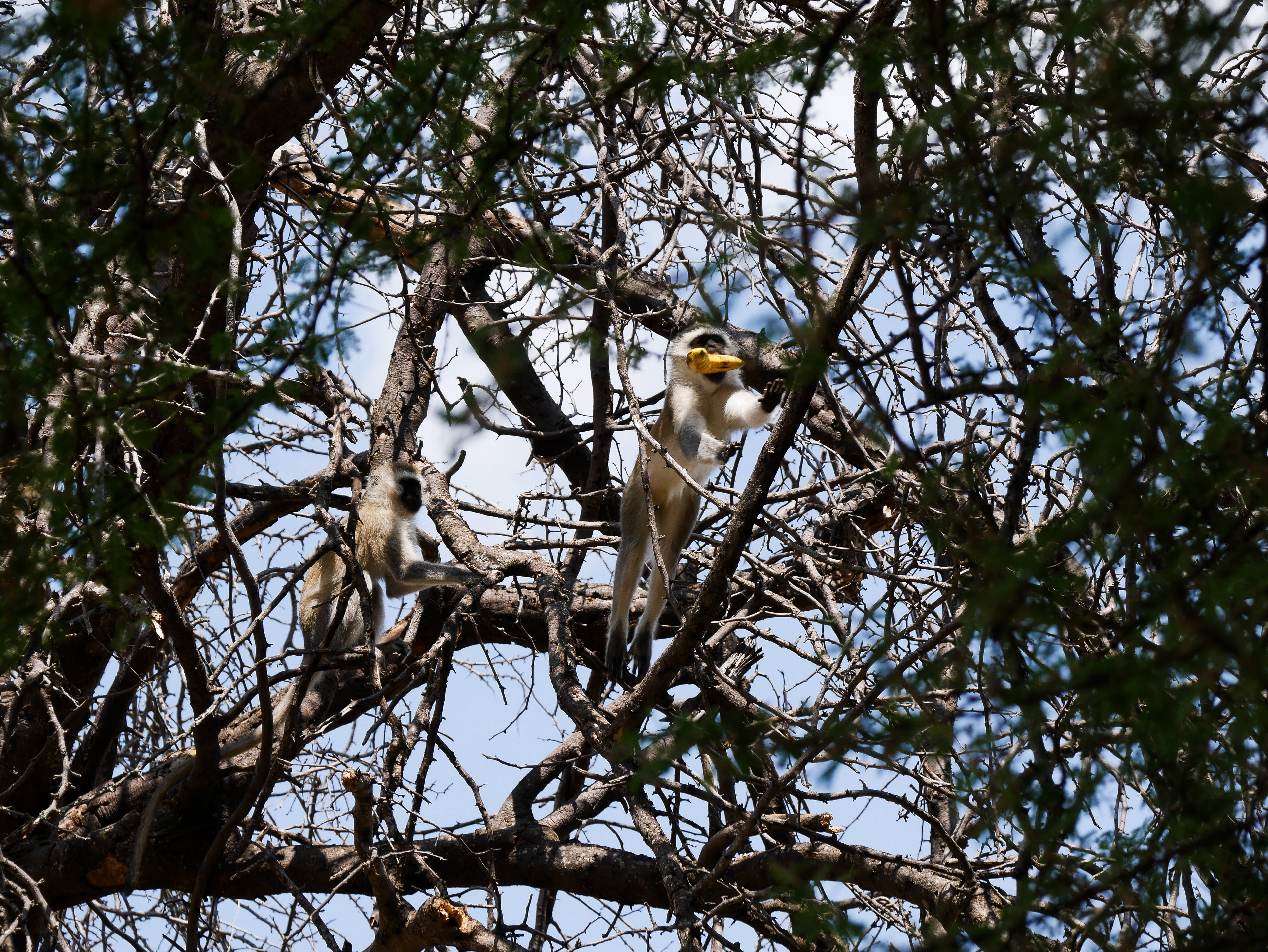 "Food Fight" | Tarangire National Park, Tanzania | 2024