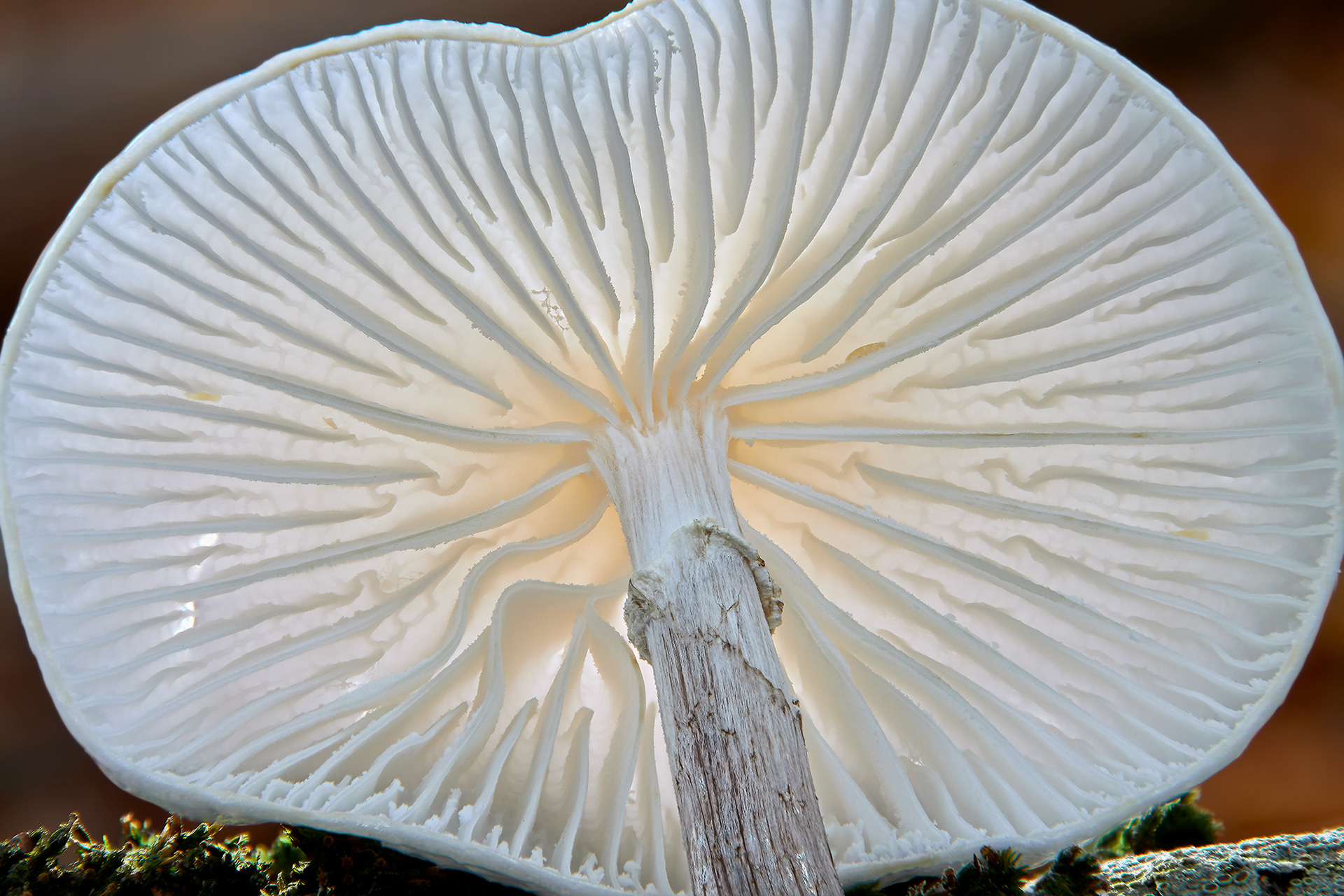 Buchen-Schleimrübling; Oudemansiella mucida; Porselenshatt