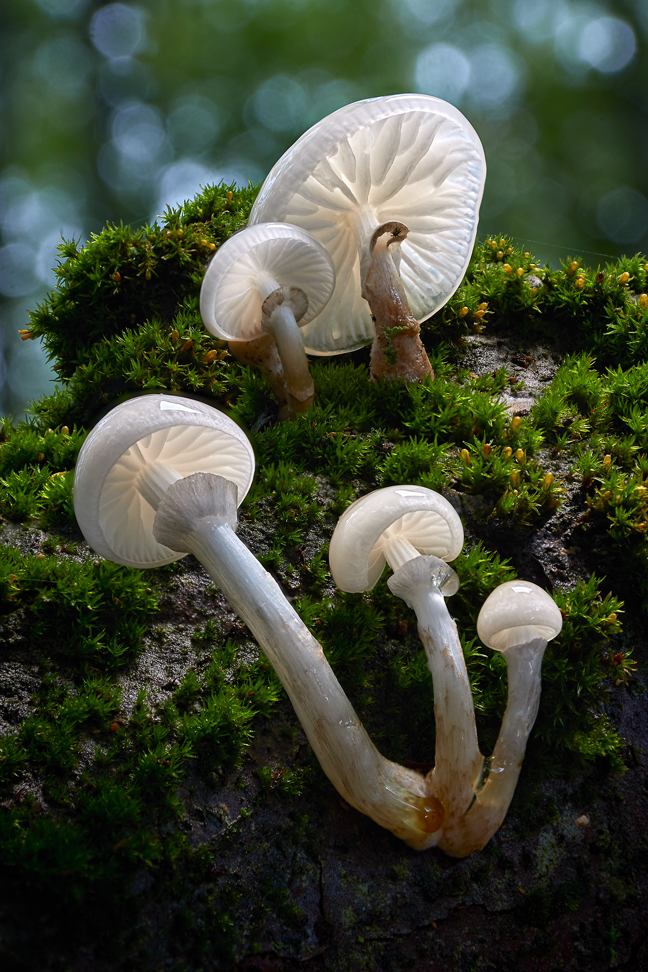 Buchen-Schleimrübling; Oudemansiella mucida; Porselenshatt