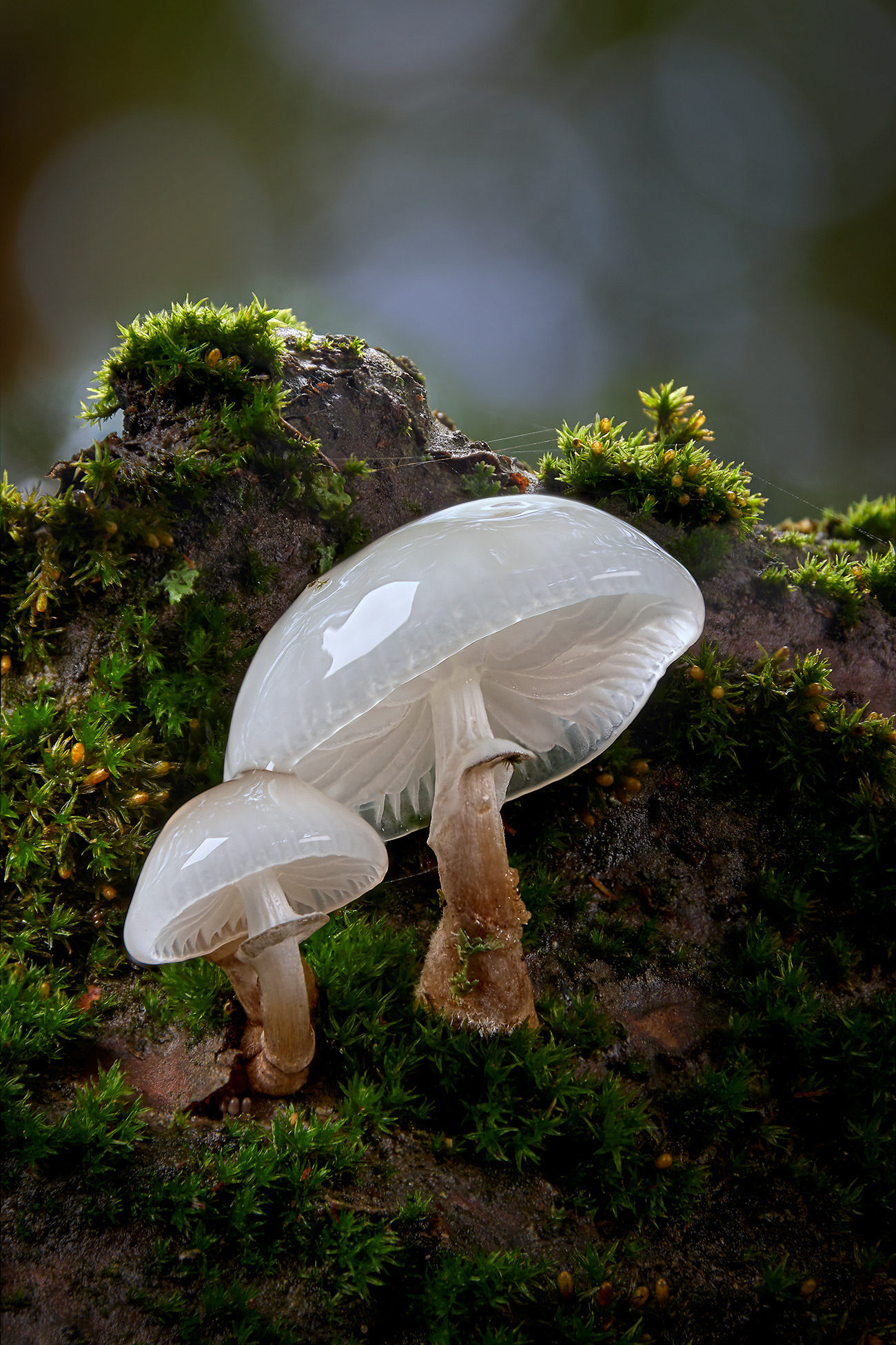 Buchen-Schleimrübling; Oudemansiella mucida; Porselenshatt
