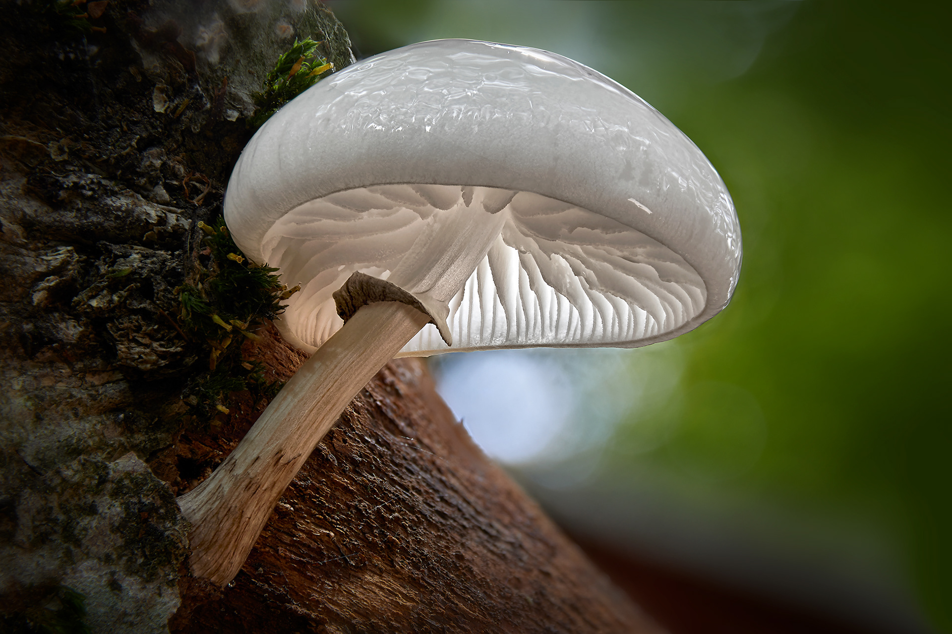 Buchen-Schleimrübling; Oudemansiella mucida; Porselenshatt