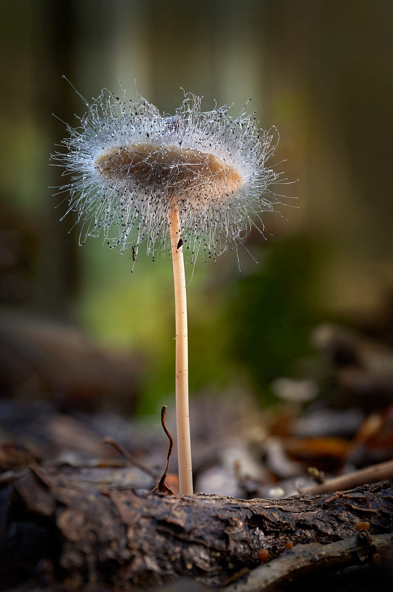 hettesopp med myggsopp