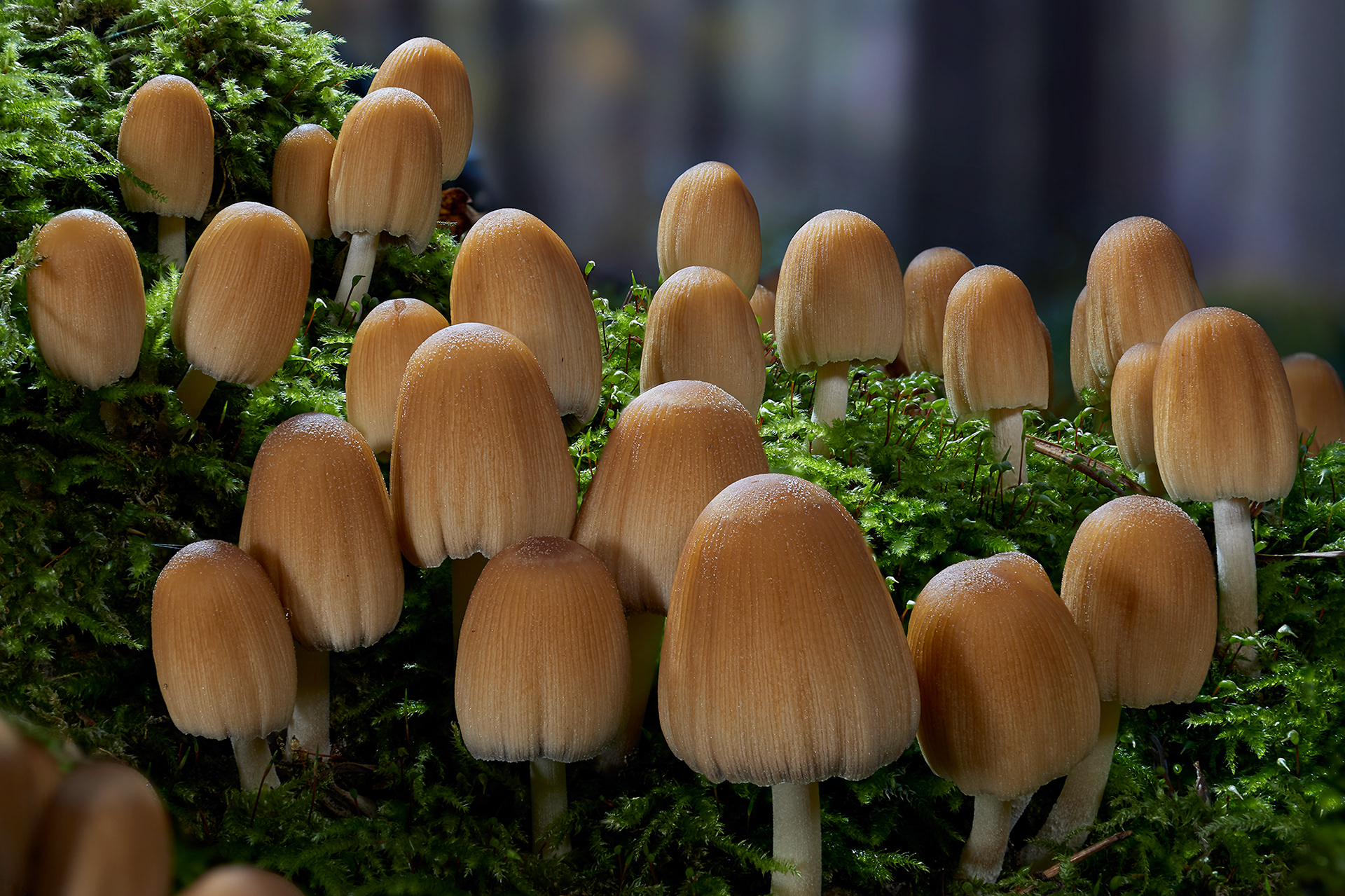 Glimmertintling; Coprinellus micaceus