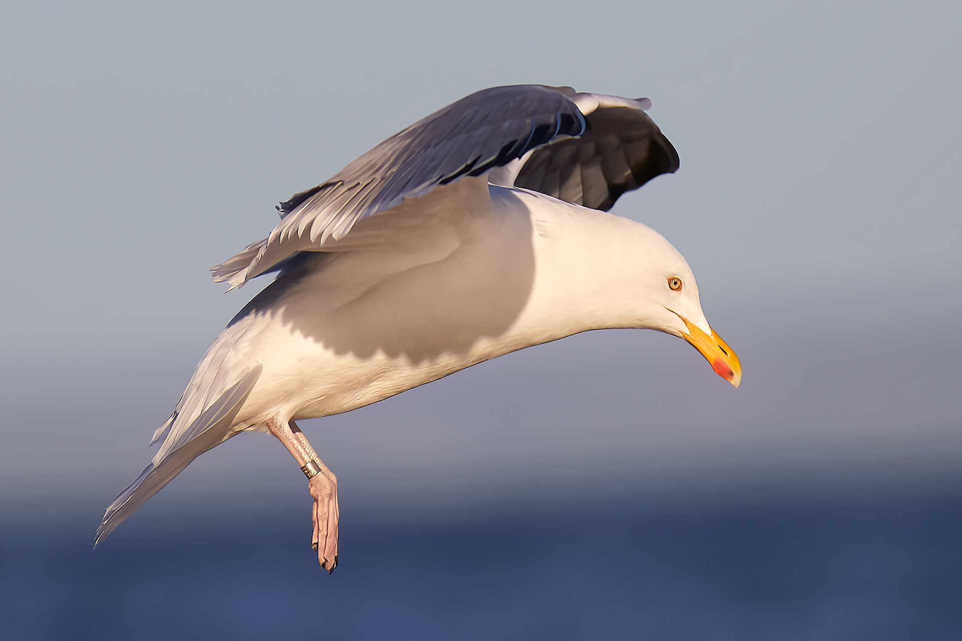 Gråmåke